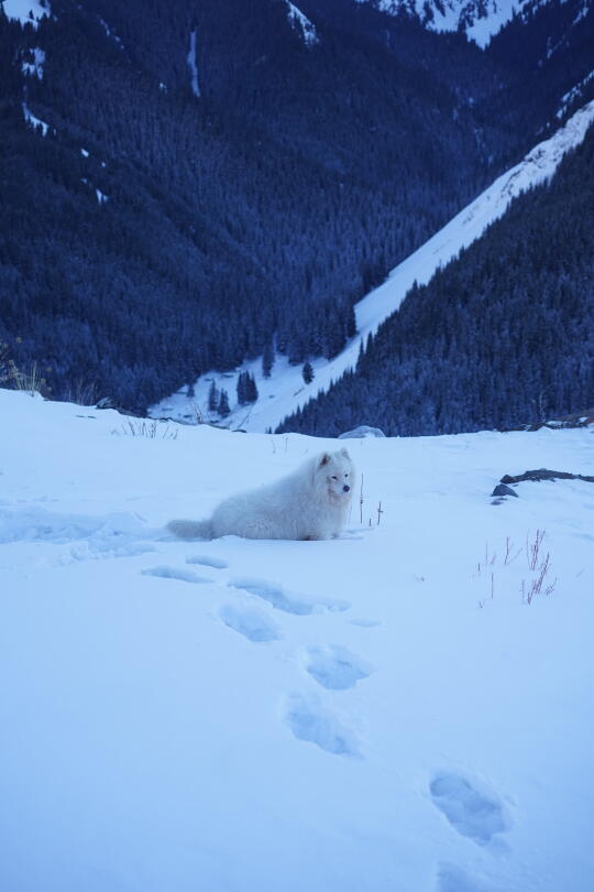 路边看到的，今天才知道是烈性犬