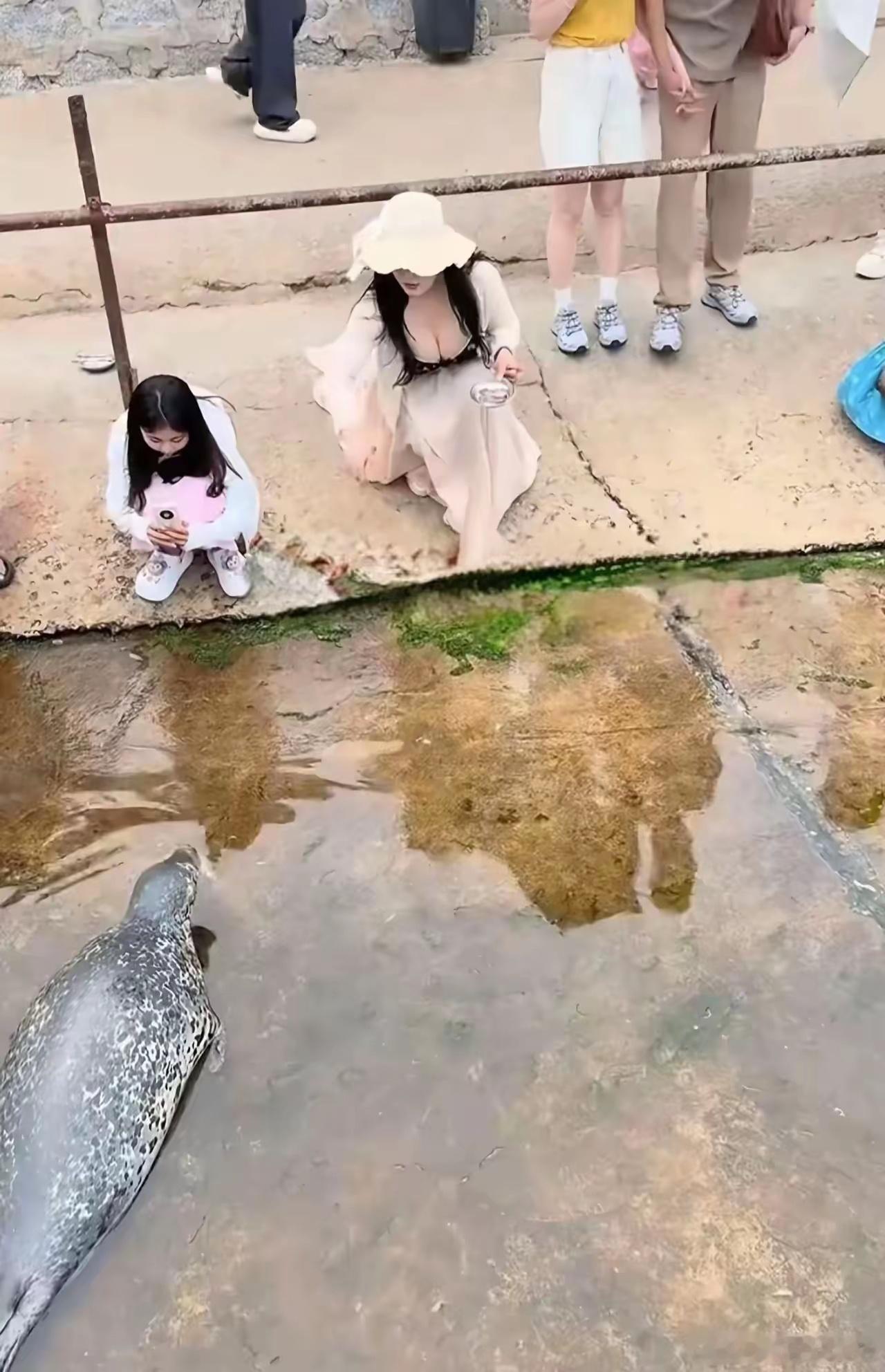 这是海豹还是海狮？ ​​​