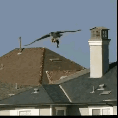 真真没有想到，好不容易抓了条鱼，在天上了还能被别的鸟儿抢了去？