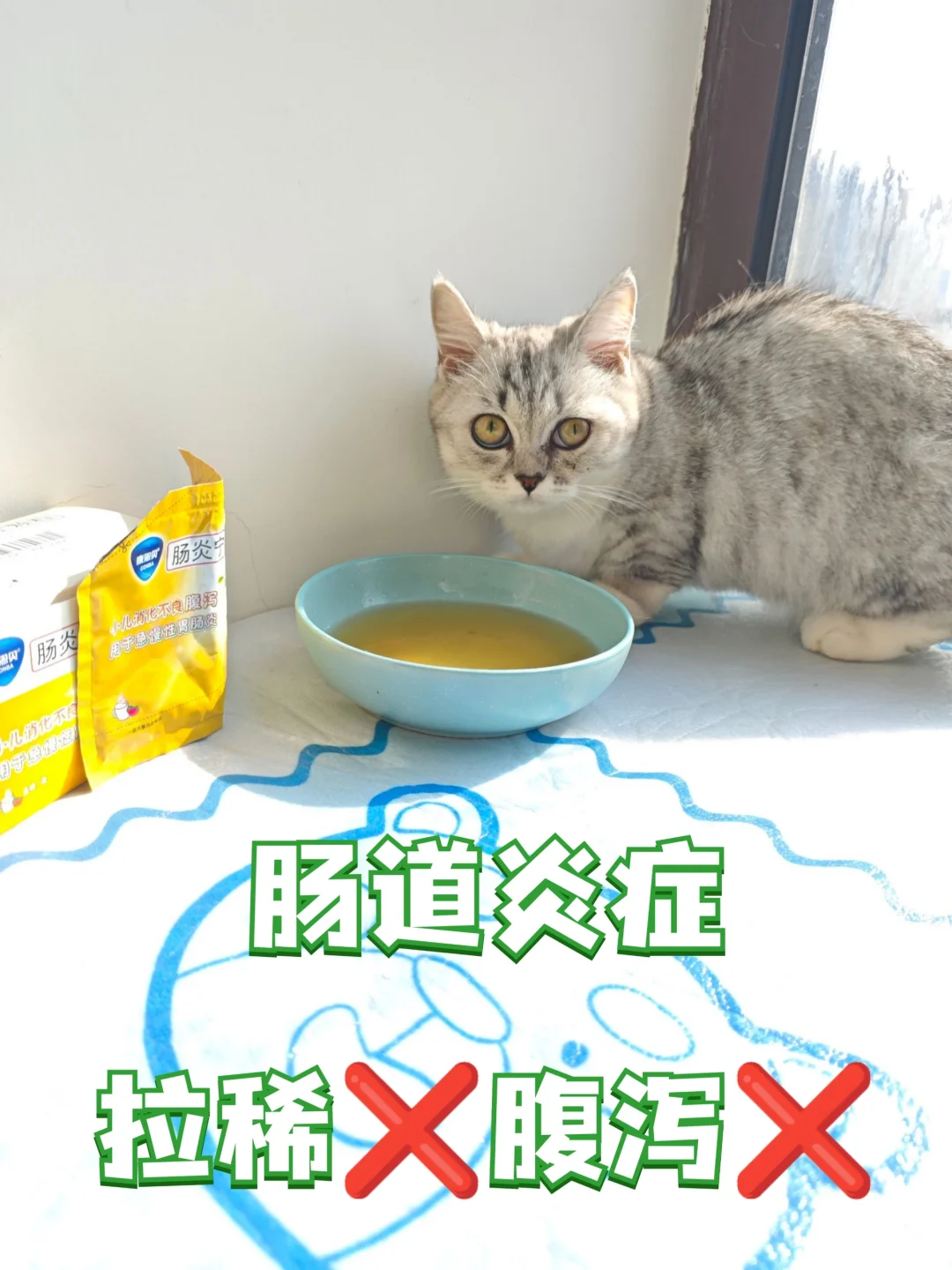 猫咪拉稀救星💢一招解决软便问题