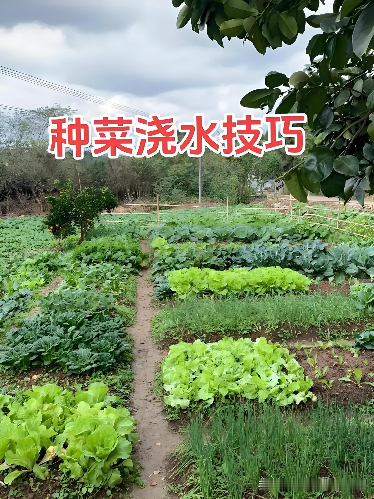 菜园浇水不用愁，一招教你判断该不该浇，菜友一看就会
 
菜友们还在纠结菜园啥时候
