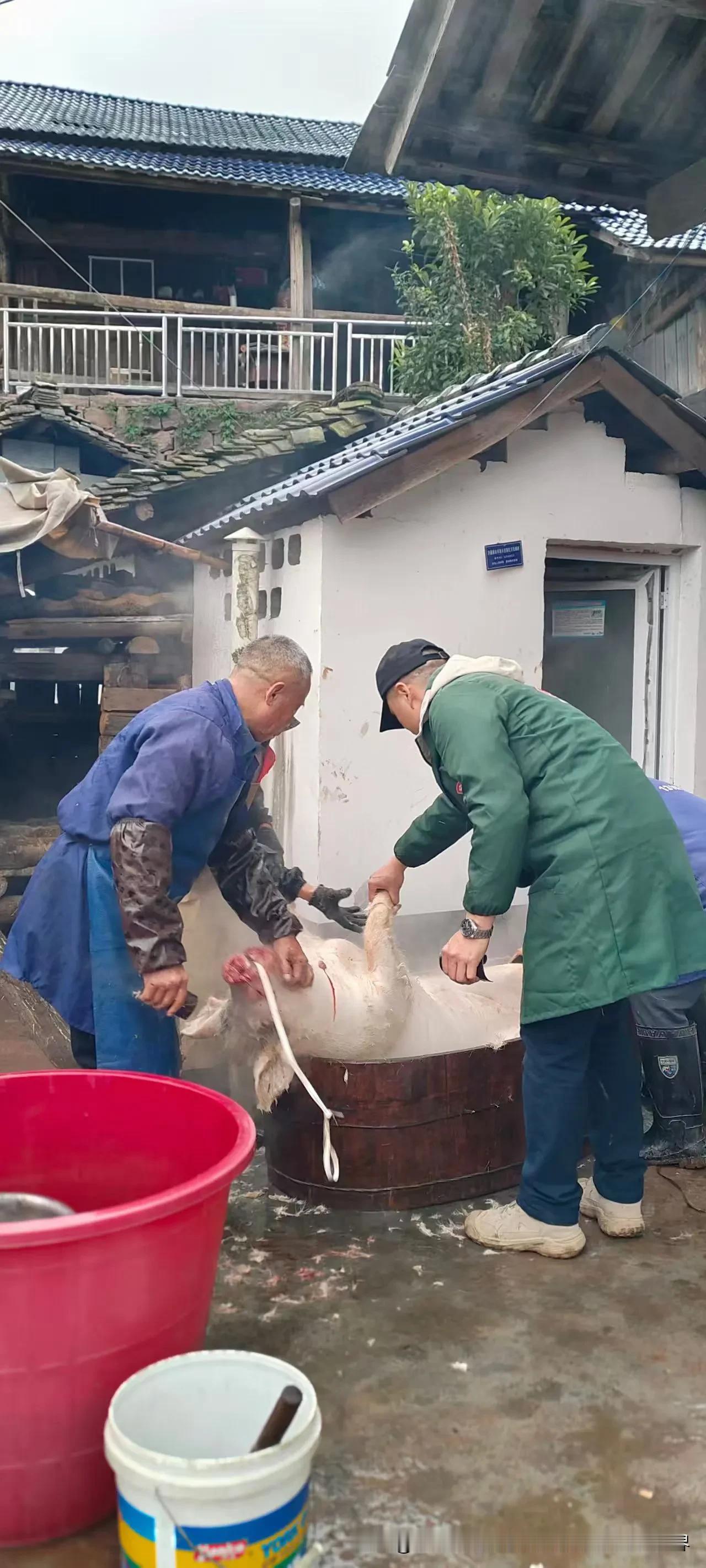 每年冬至过后，湖南省湘西山区老百姓都有杀年猪的习惯，邀请亲朋好友来自己家吃泡（p