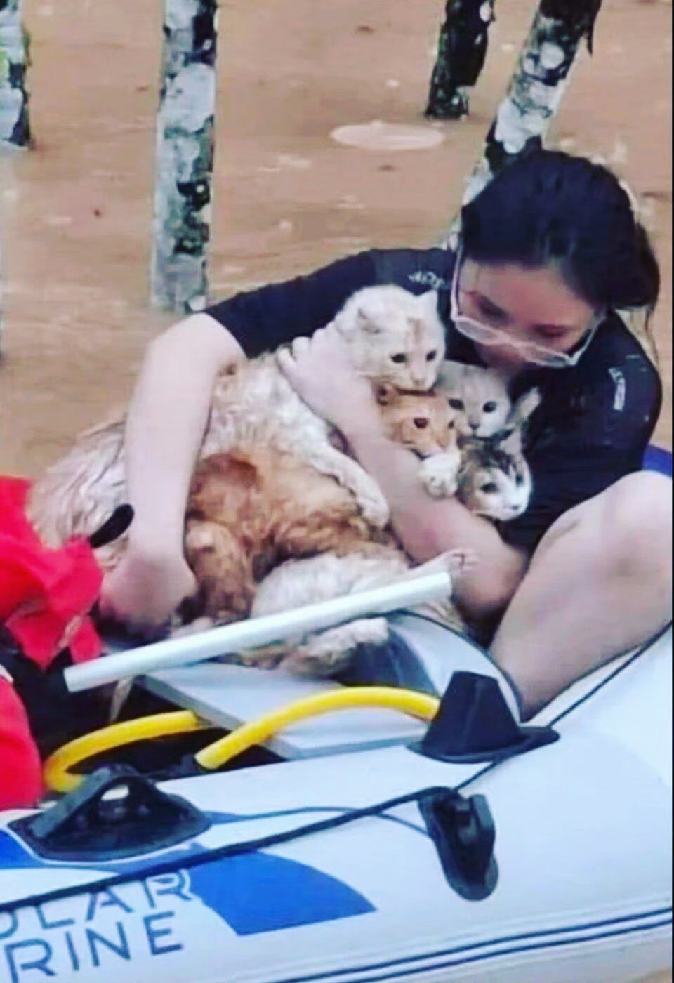 洪水无情，但她的怀抱有温度🐾一张广西洪水中女孩怀抱数只猫咪撤离的生图，狠狠击中