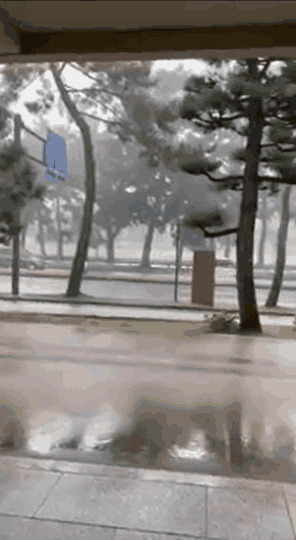 下雨了，小鹿们被迫和游客一起躲雨？
#
小鹿和人很少能和平相处，估计被豢养的时间
