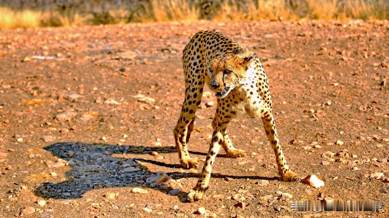 在非洲旅途上，突然一只猎豹迎面拦住，我们正惊慌失措，但仔细看它眼神里满是饥饿，原