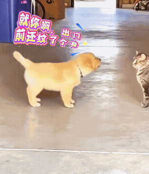汪汪:干你！干你！
狸花猫:信不！我一个眼神的事！
汪汪:不能再叫了，有被群殴的
