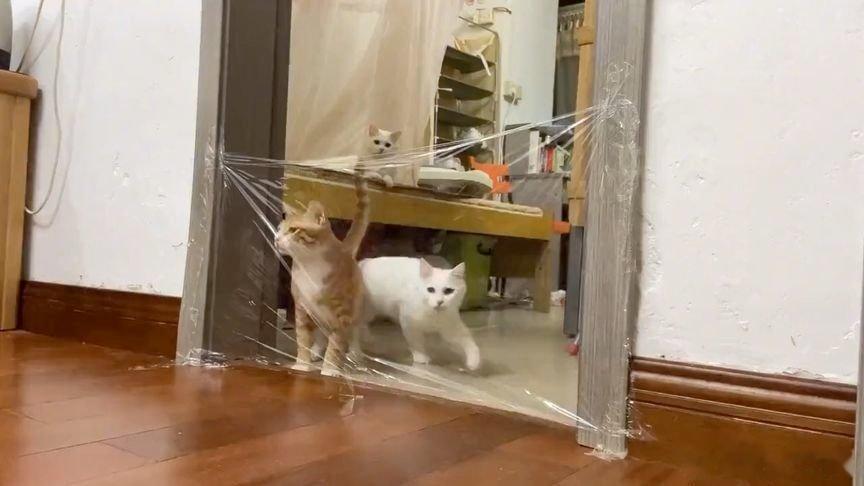 凤凰新闻【主人故意挡住去路测试猫的智商，没想到小猫竟然会后空翻，看一遍笑一遍】主