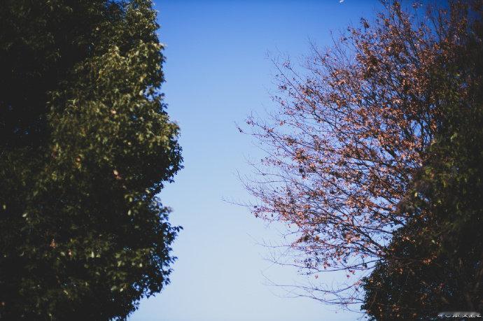 张凌赫交摄影作品了张凌赫是准备进军摄影行业吗 从横店摄影展出圈，再到私藏意境大片