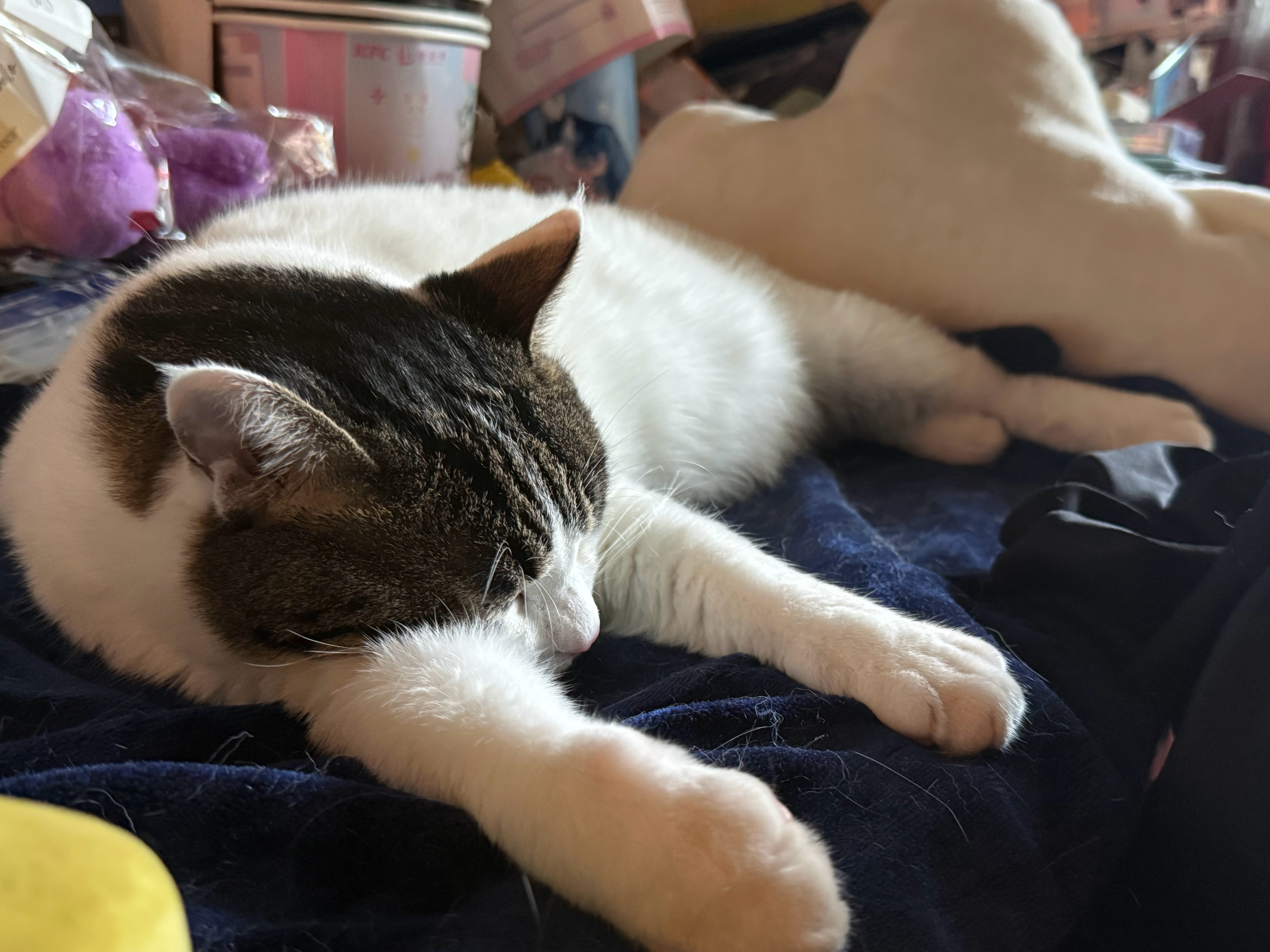 猪睡觉 ​​​