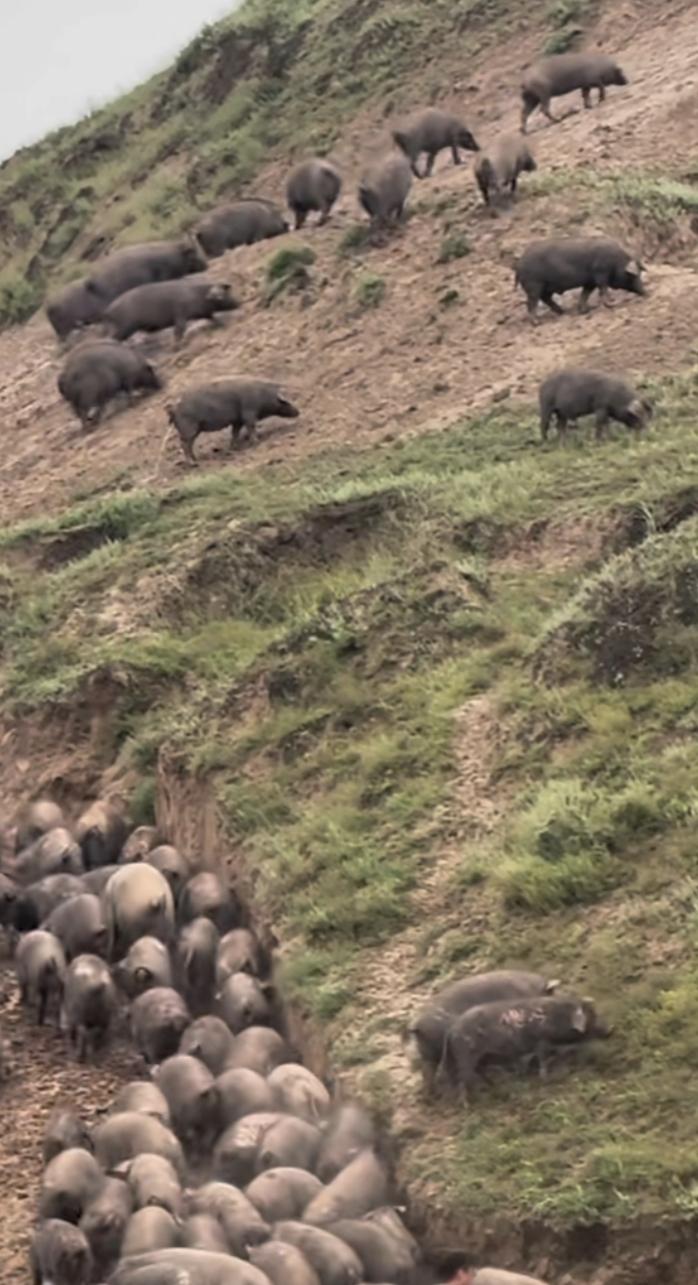 野山猪好多的呢