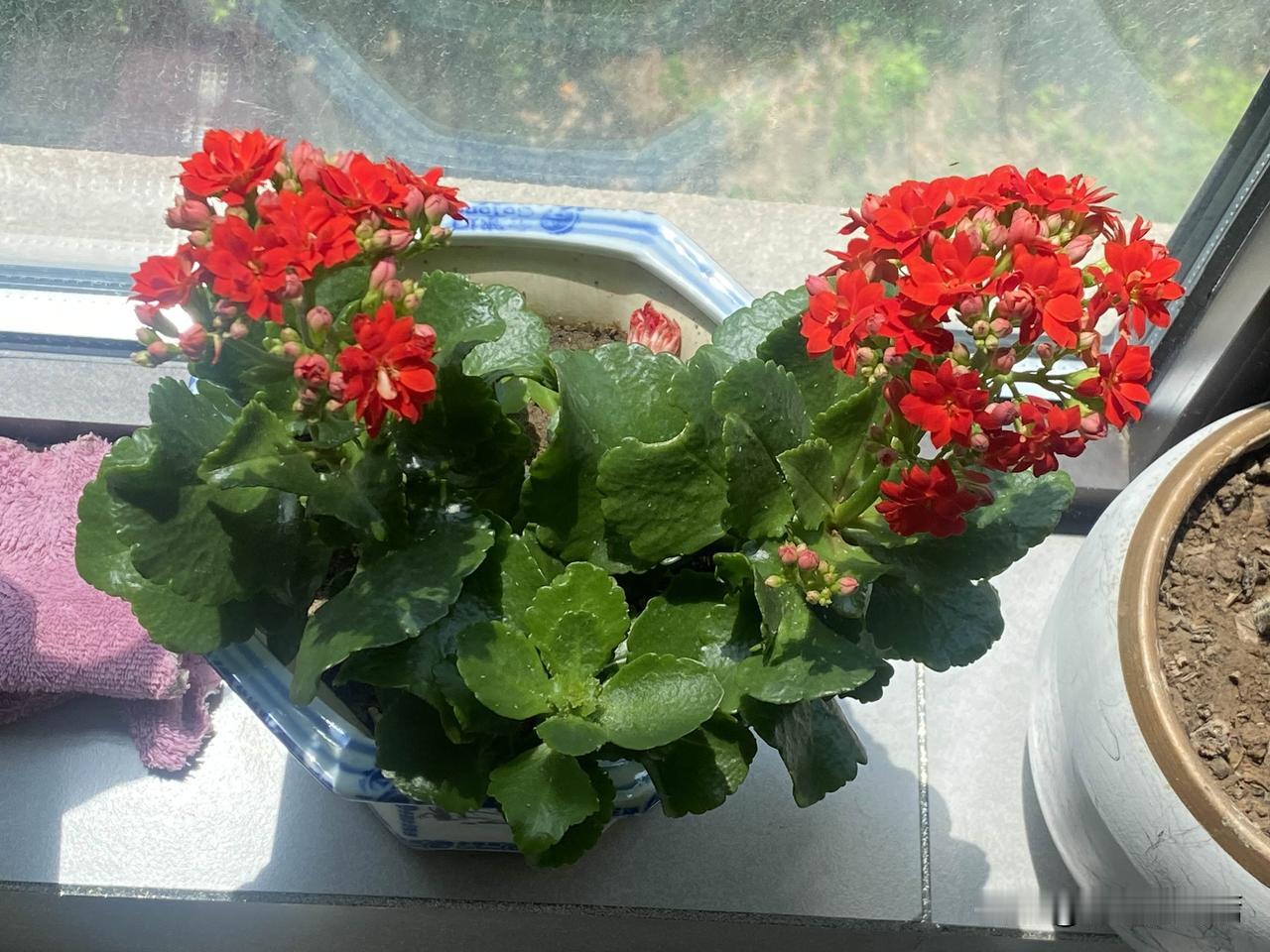 长寿花的花期真长啊！养了一盆长寿花，从去年元旦一直开到现在，红红火火，喜喜庆庆，