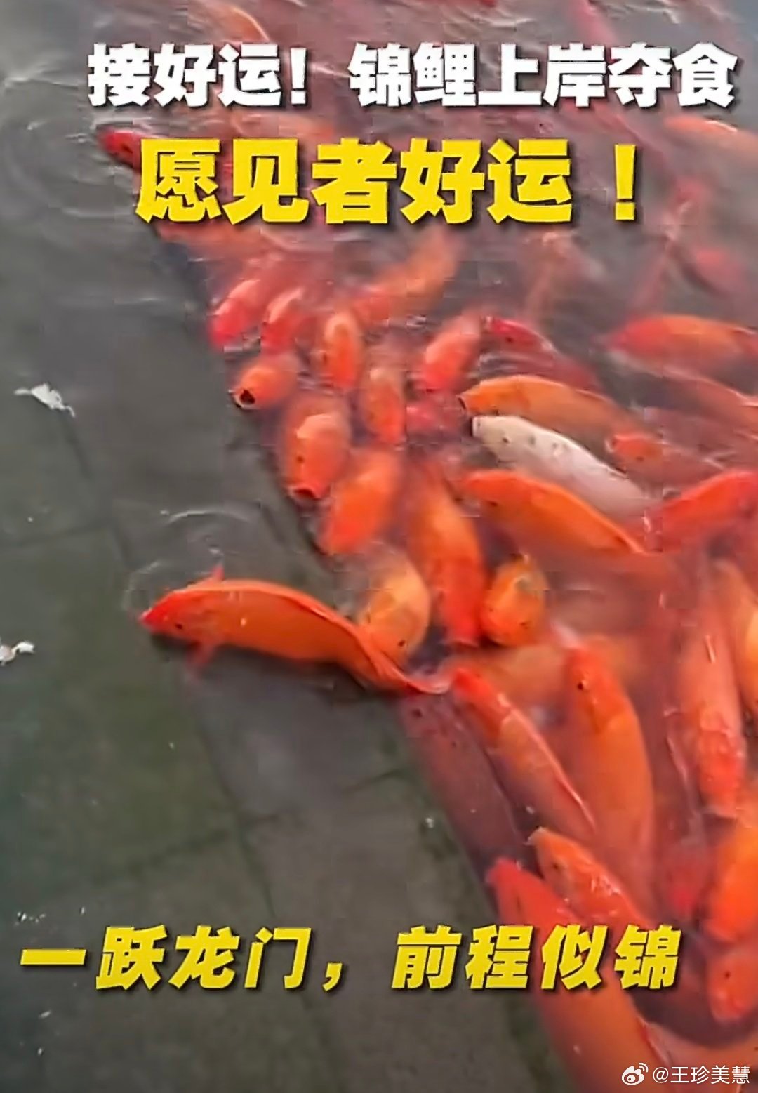 省考祝大家一跃龙门省考加油