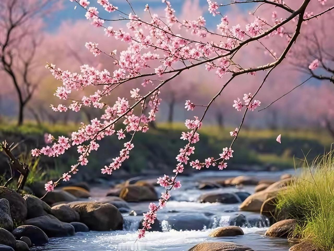 当桃花雨落，春天真的就快结束了。前几天我去了一片桃林，慢悠悠地走在其中，那画面简