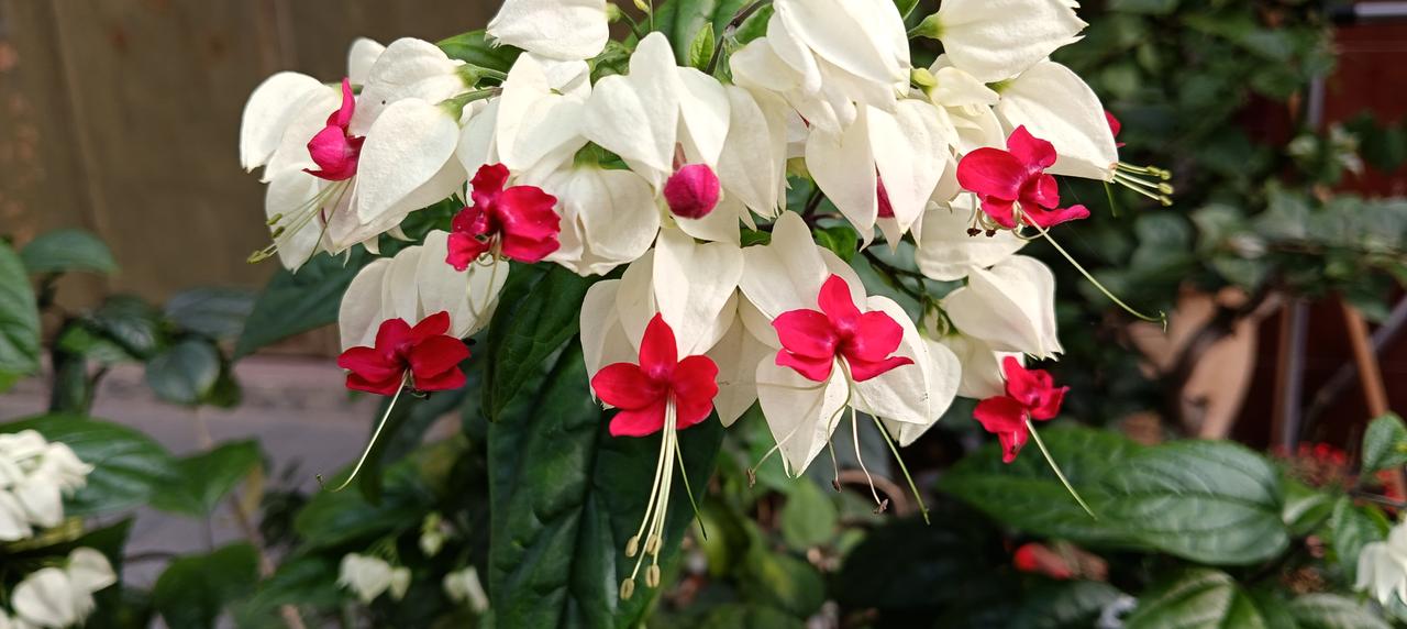 晒晒你相册里的花开图片吧