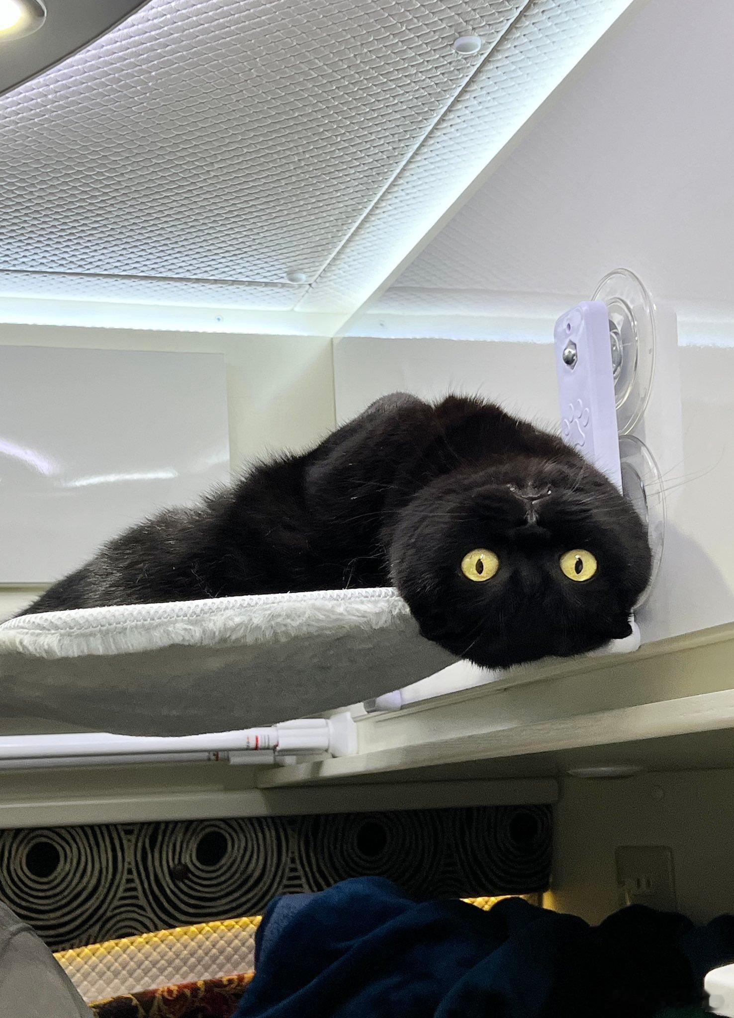 倾听家人闲聊的黑猫🐈‍⬛挂在窗边吊床里，脑袋倒挂着静静旁听圆溜溜的金眼睛，好像