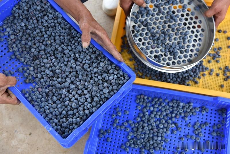 宝宝第一次吃蓝莓辅食，那场面太有趣啦！不过可得注意，婴儿不能直接吃蓝莓，有噎呛风