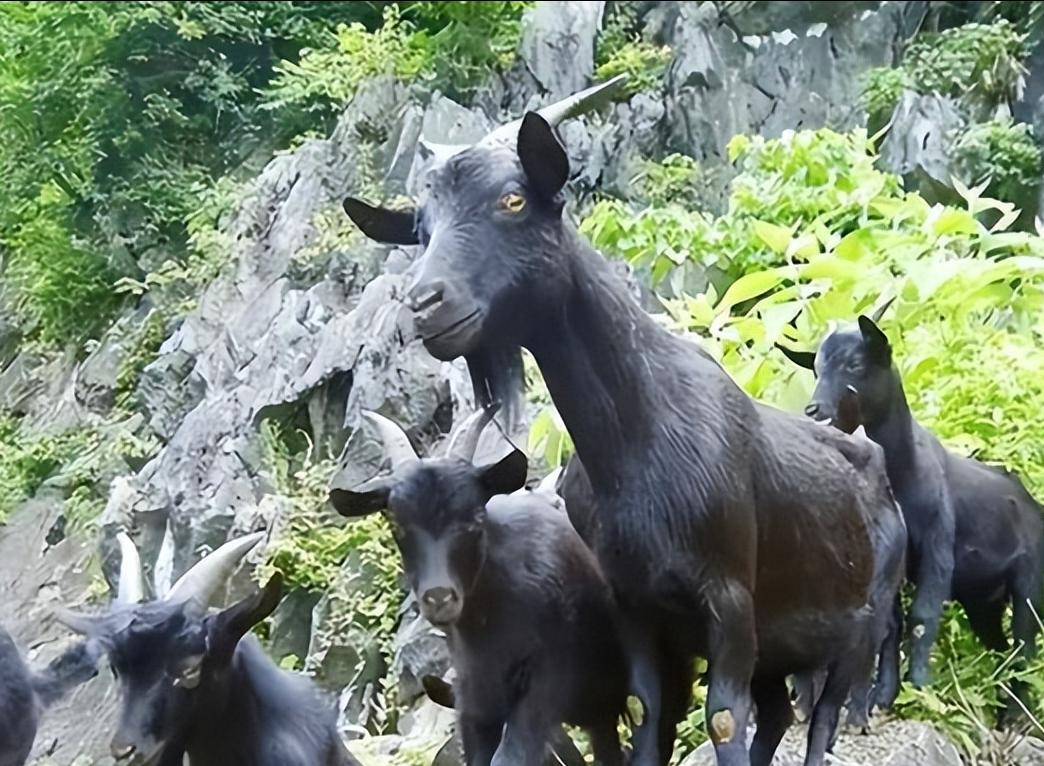1959年，科隆群岛上的几个渔民，将一公两母3只山羊遗忘在了岛上，却没想到看似一
