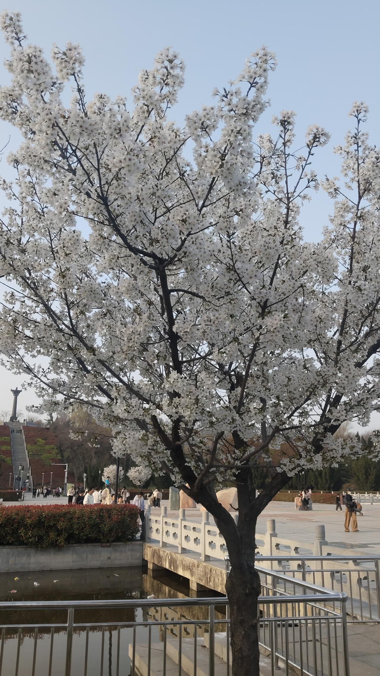一朵鲜花盛开图
