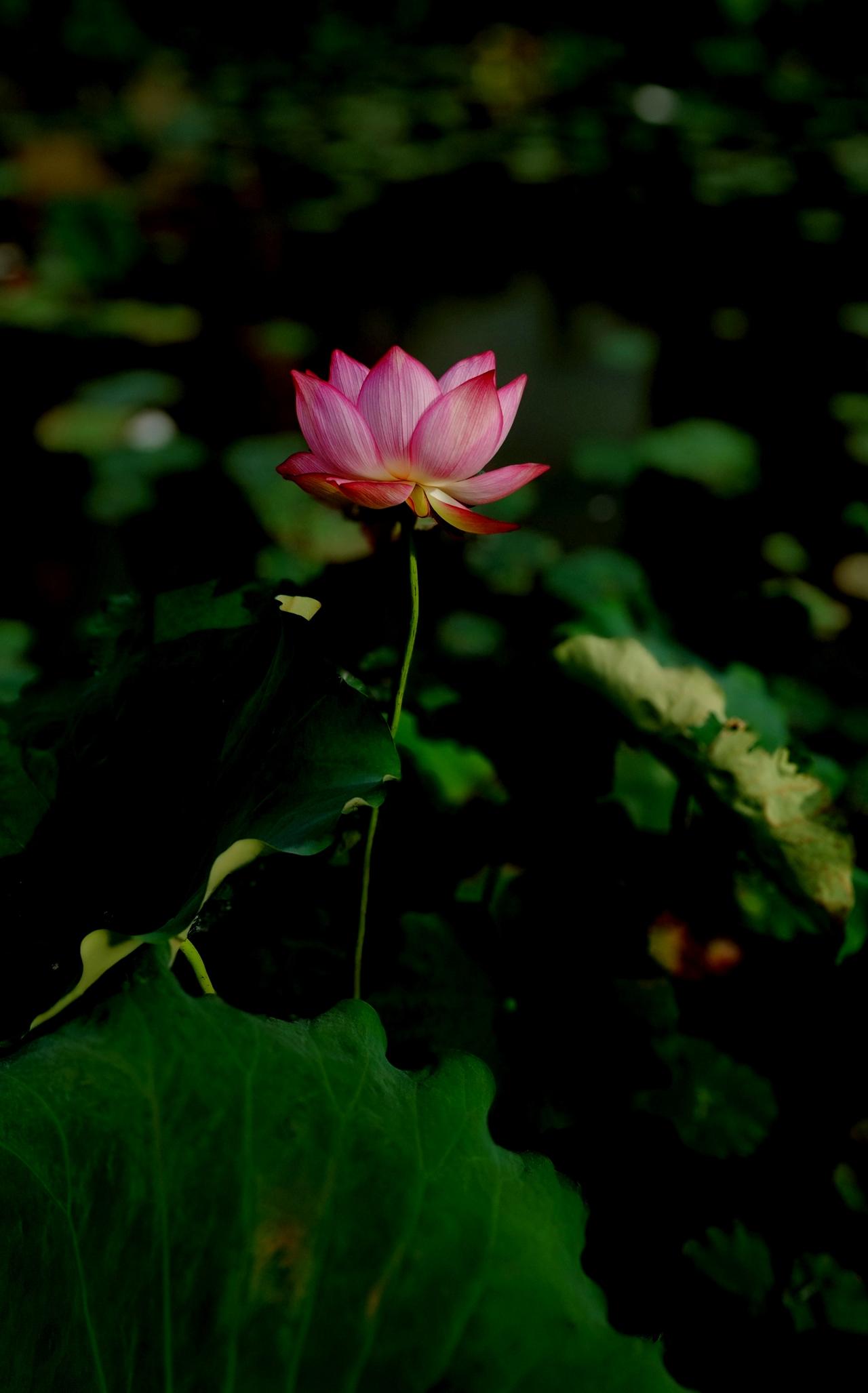 仲夏时节的清晨，公园里今年的第一朵荷花🪷