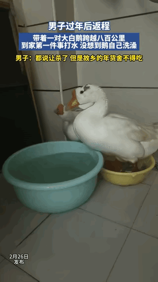 后备箱装着两只鹅，

爸妈硬塞的，

路上我担心它们闷死，

开了车窗缝。

到