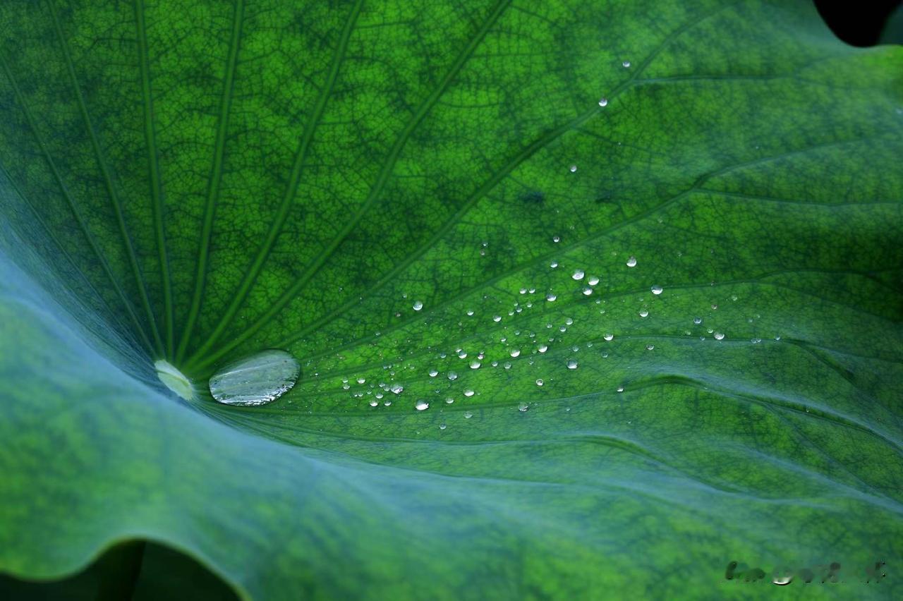 花期

阿青把盘子擦得锃亮，举起来对着灯看。水珠滑下来，在光滑的釉面上留下一道透