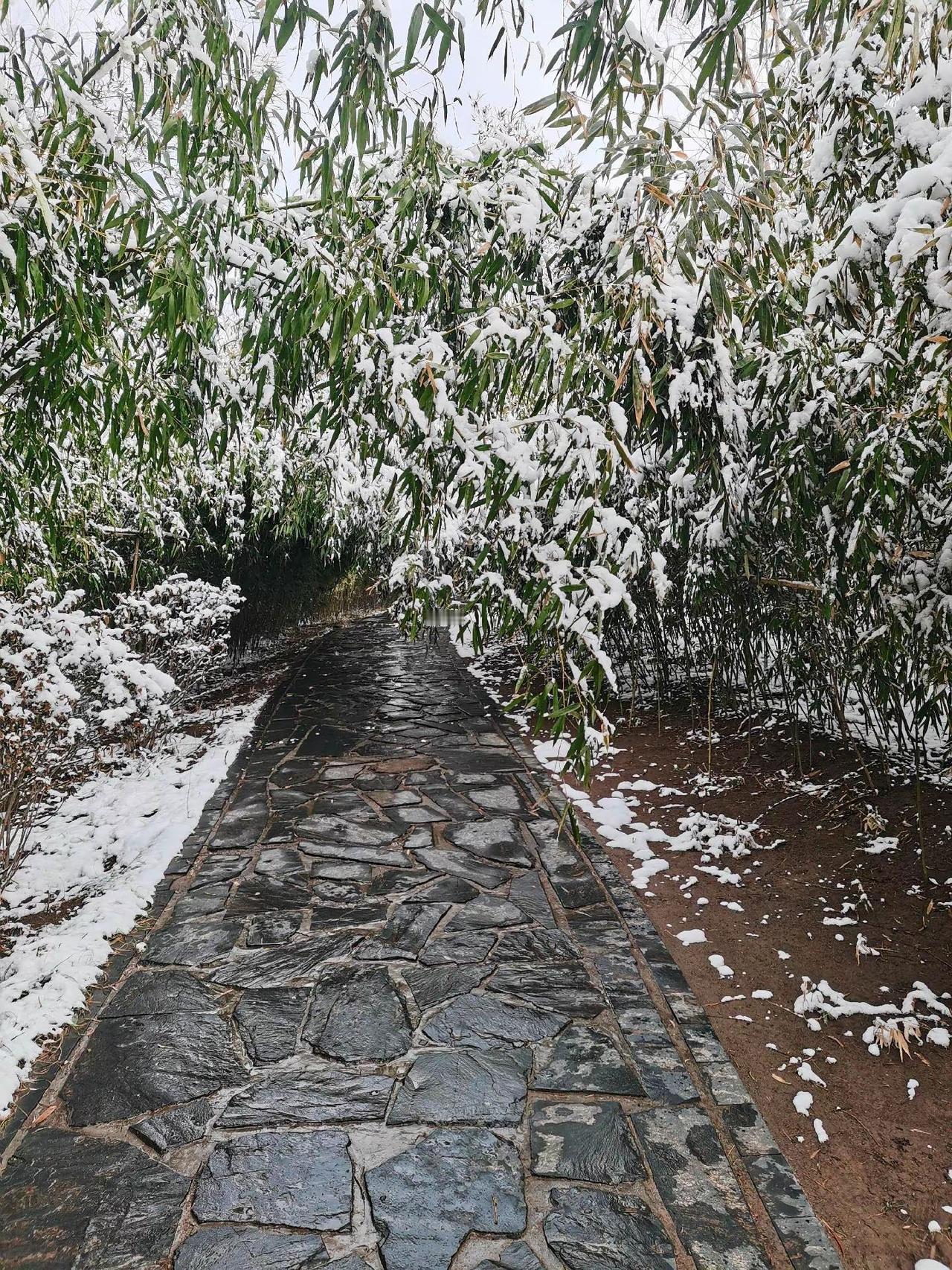 雪压竹枝头，幽径通远方。