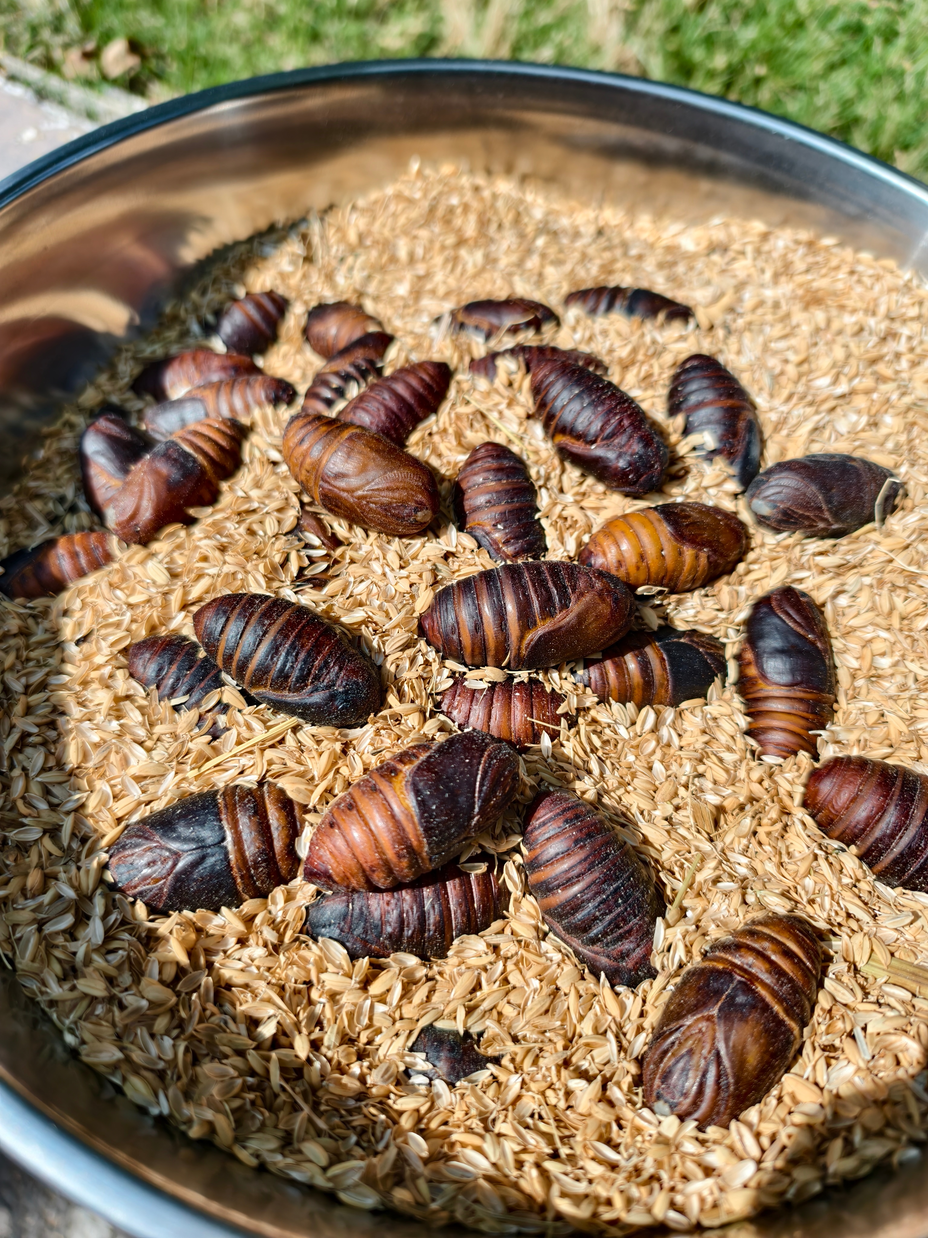 认识这个的多半都是东北四省的家人[馋嘴] 