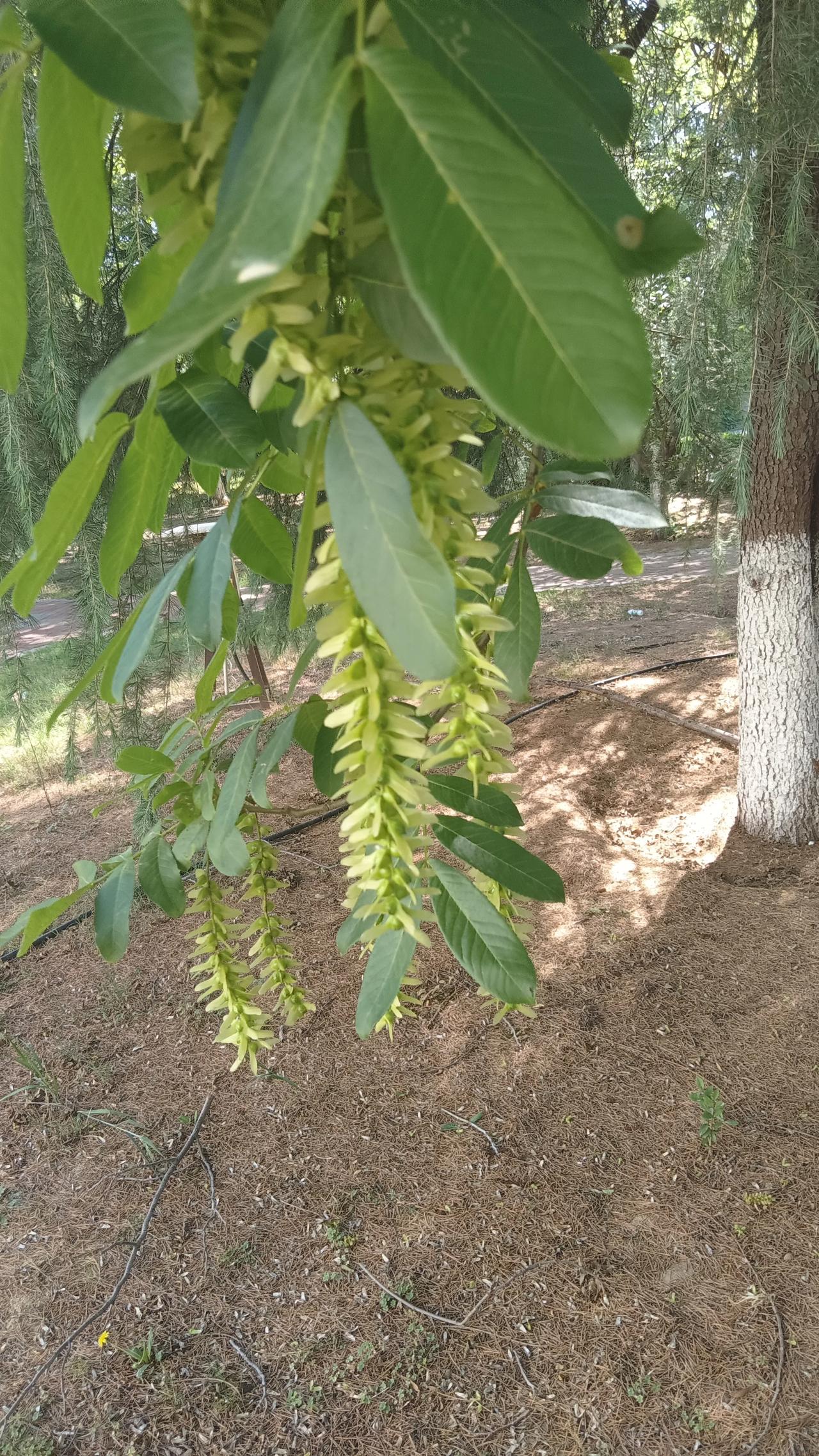 在大河古渡文化园，发现了一种以前没有见过的植物，这是一种树，开的花非常像杨槐花，