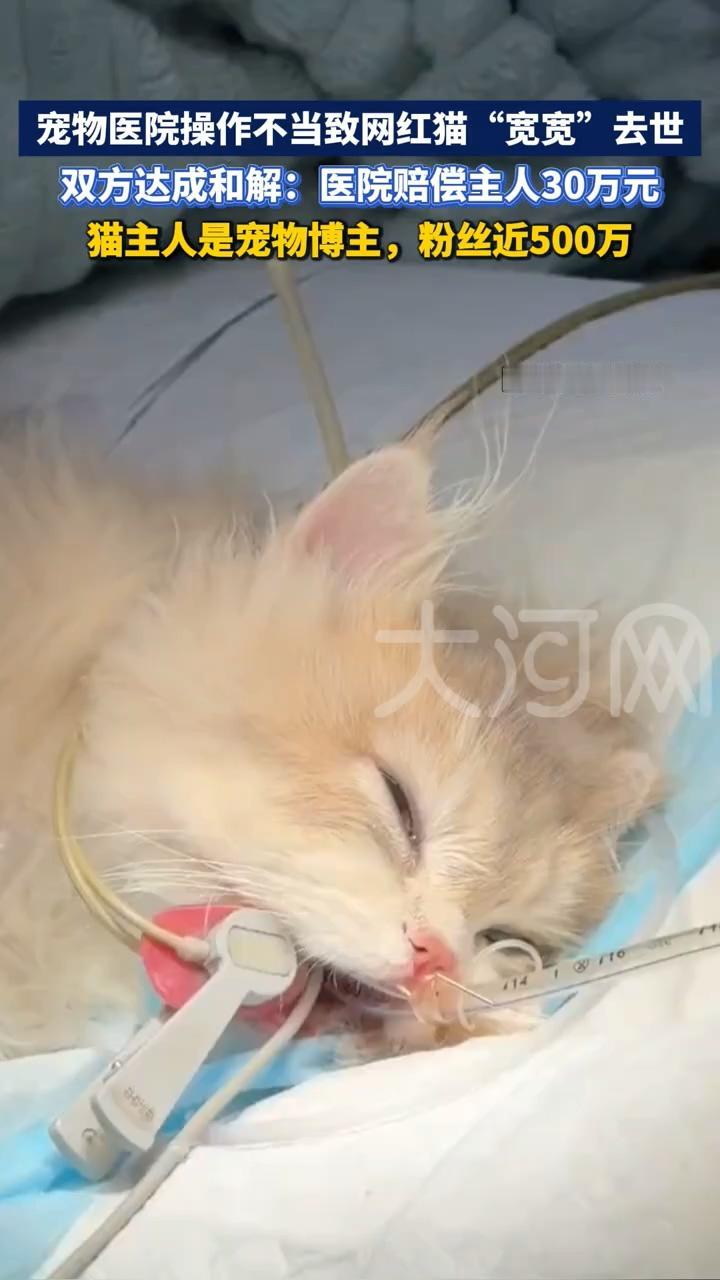 深圳宠物医院赔偿30万元，创下纪录。同样是猫，同样是医疗事故，普通猫只能赔数千元
