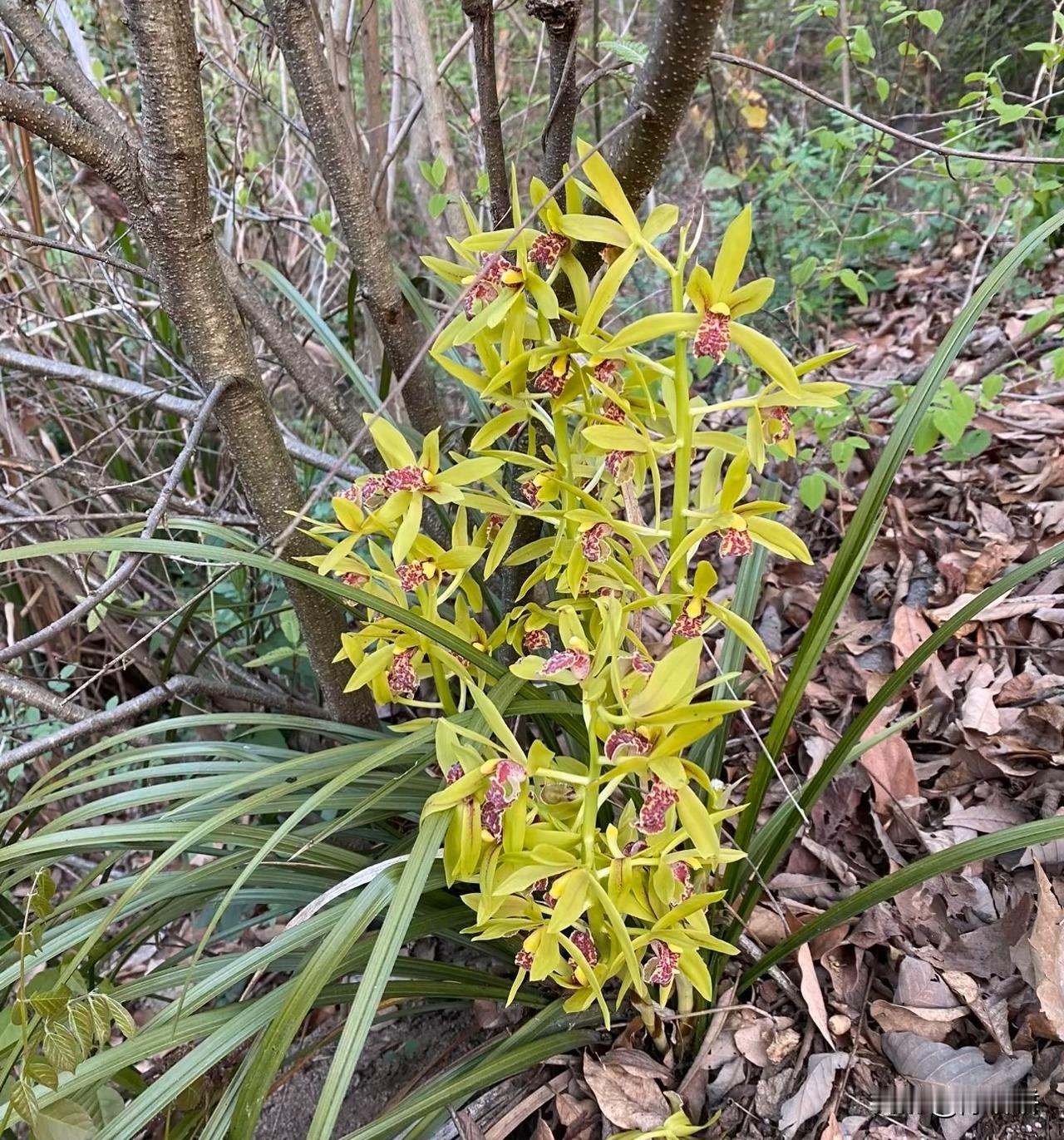 这个是什么品种的兰花？