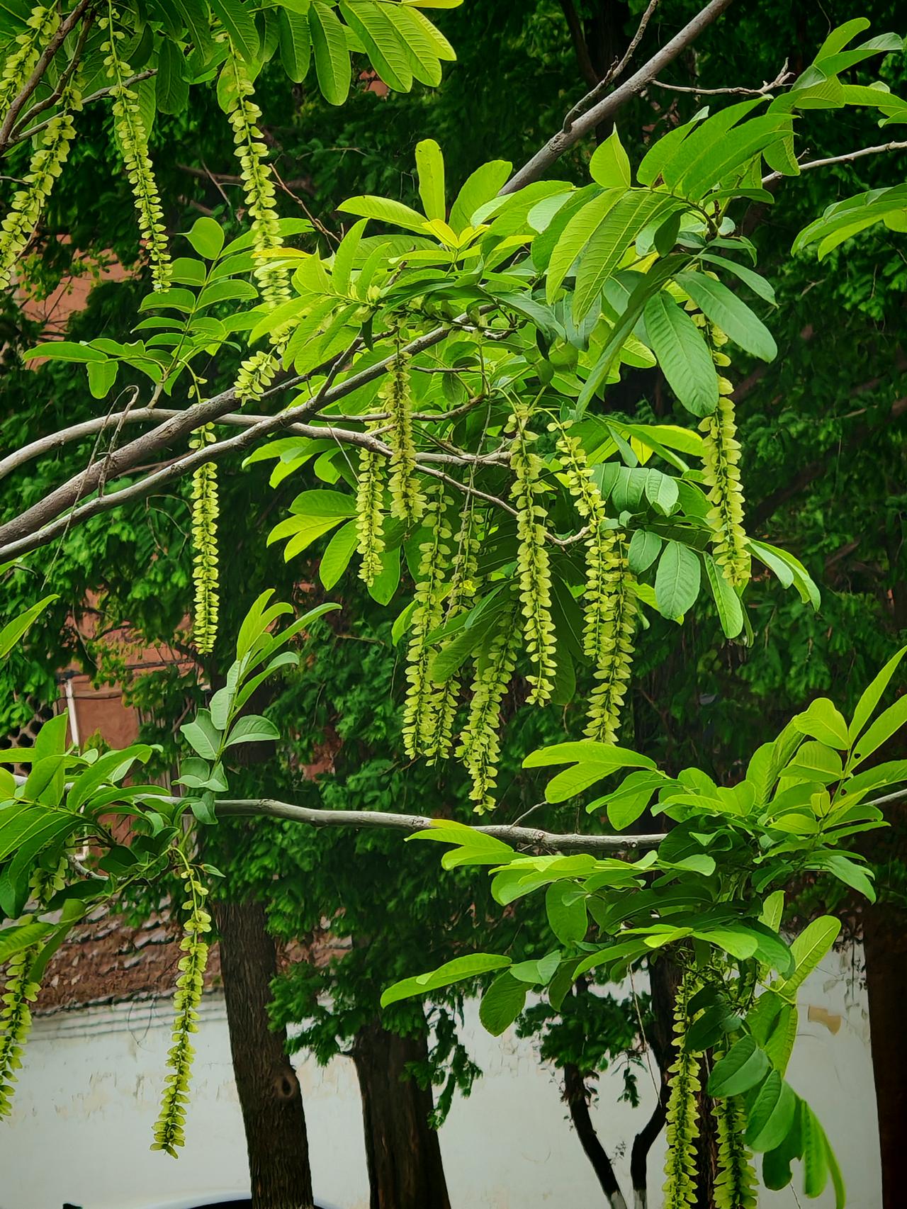 夏天的风很近了，那股带着温热与活力的气息正悄悄袭来。还记得去年夏天，傍晚时分，我