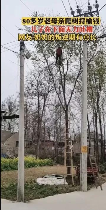 这个80多岁的老太太不简单，她有心也有力。
     她爬梯子上树，给儿子捋榆叶