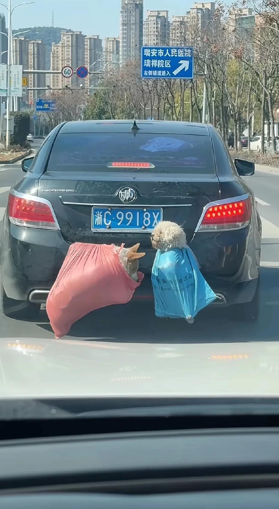 狗子太难受了，在袋子里挣扎几下。如果路途遥远，这狗狗太难受了，风吹太阳晒，还蜷缩