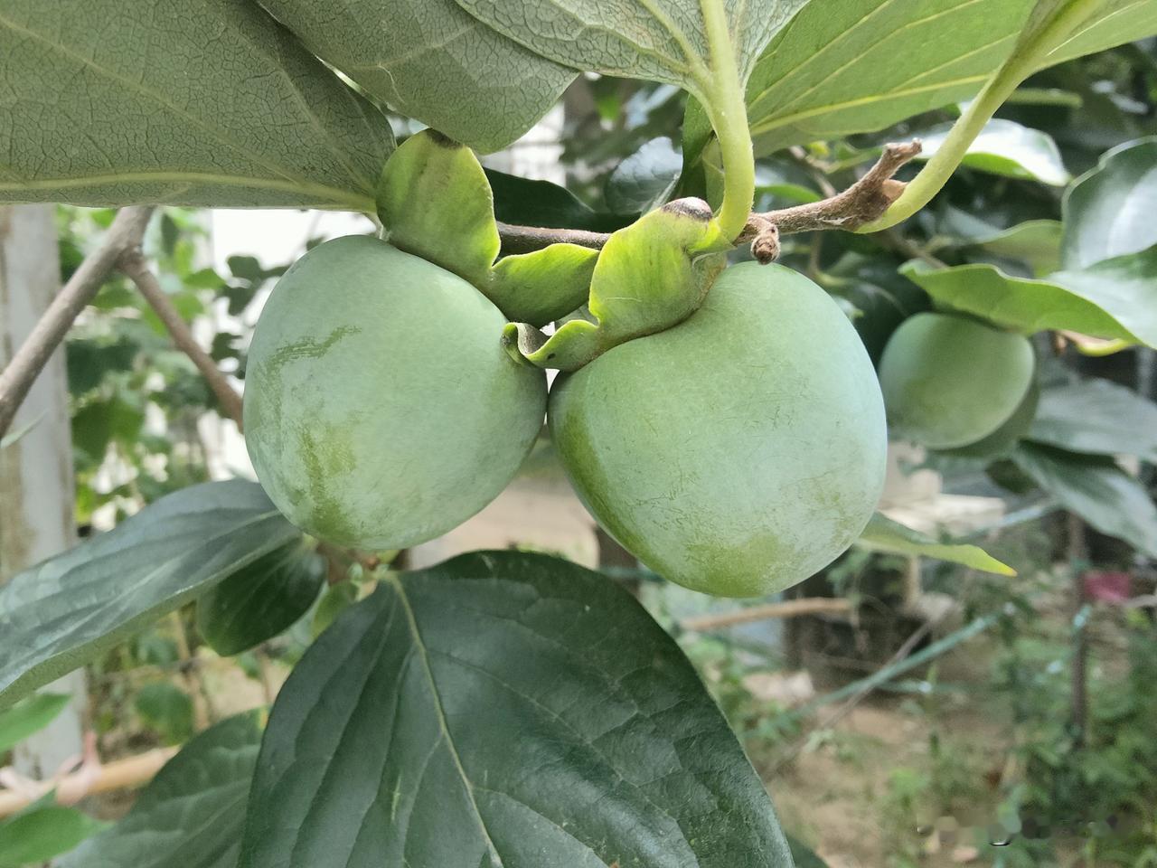 首先要注意防治病虫害，要以防治柿绵蚧为主，定期喷药
其次要做好追肥，柿子虽然适应