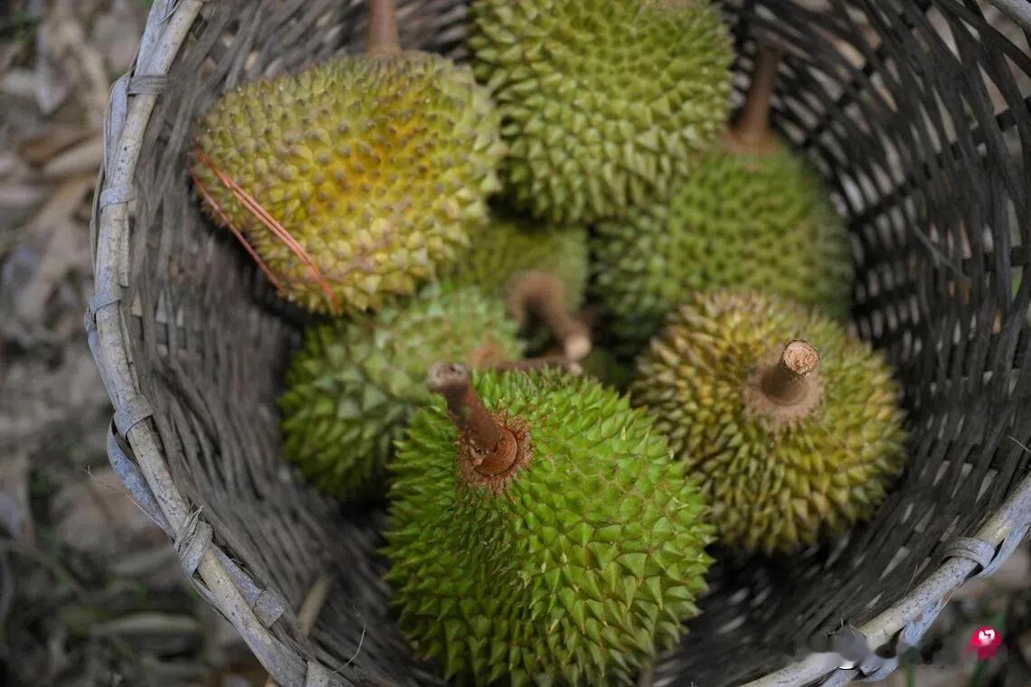 能入药么 就像留兰香牙膏  产量品种远超马国 印尼部长称榴梿更是印尼国果
 
B