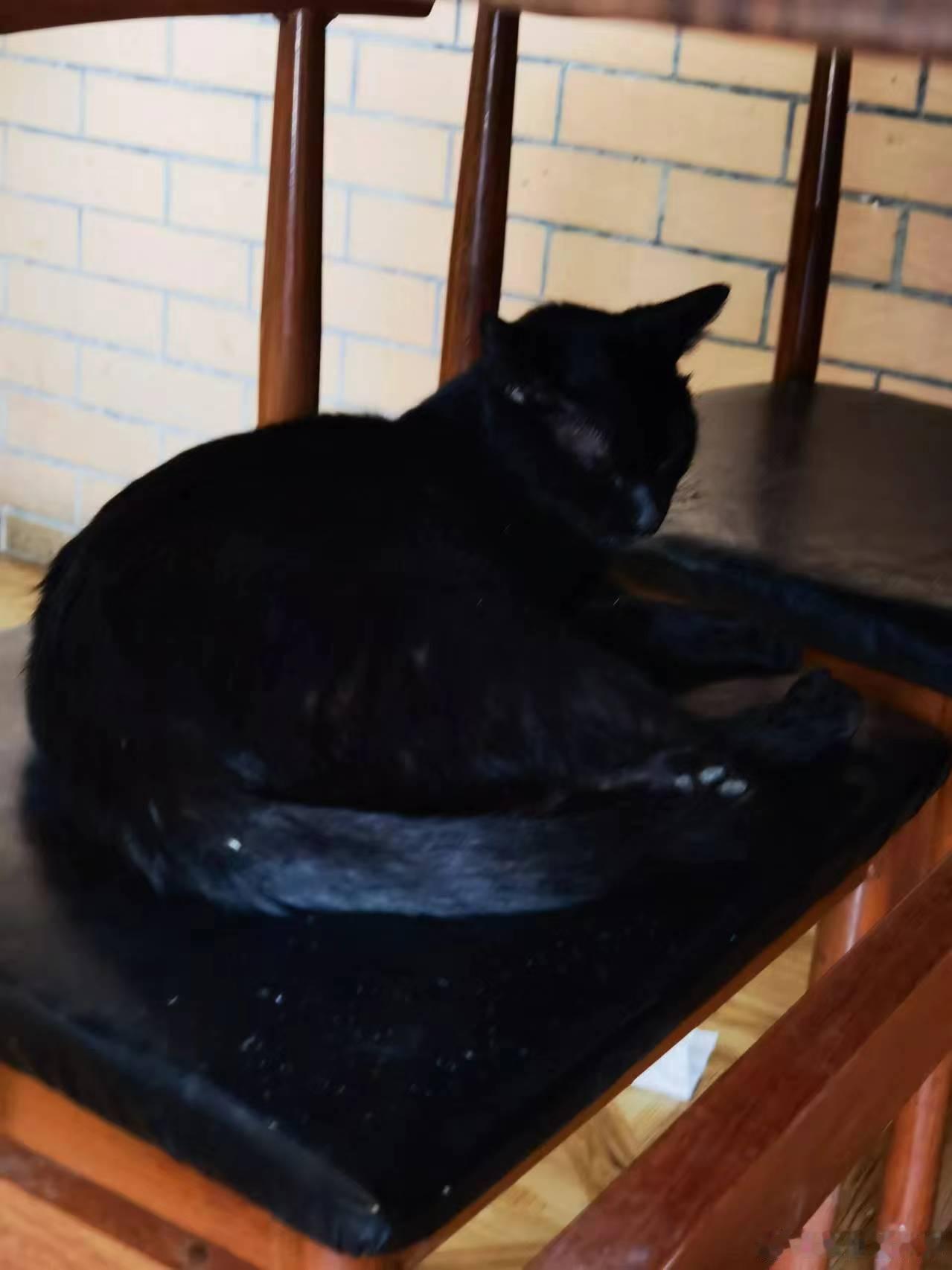 晚饭的时候，店家养的小黑猫非常精神，黝黑锃亮毛发  我用三个虾头和它打好了关系[