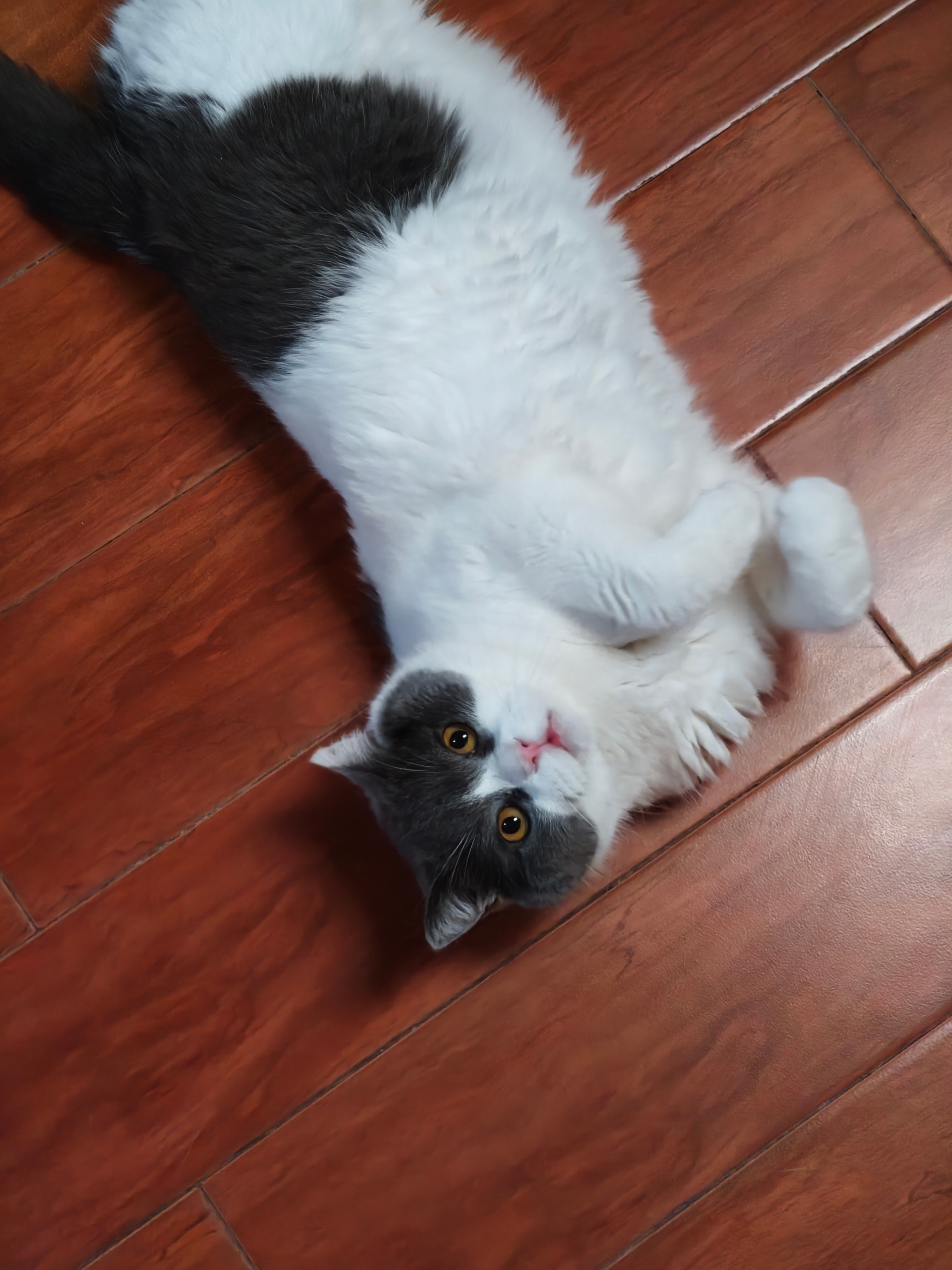 📷🐈回家看看孩子不二日常不二的傻
