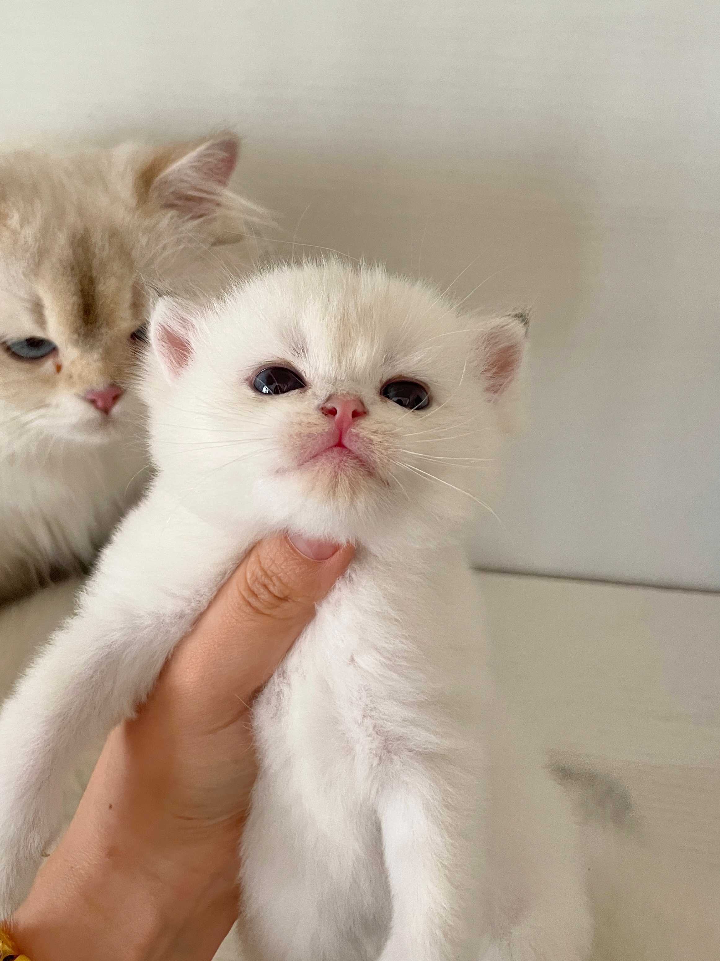 动图光线还可以啊怎么静止以后这么暗呢#金点##英短金点色##英国短毛猫# ​​​