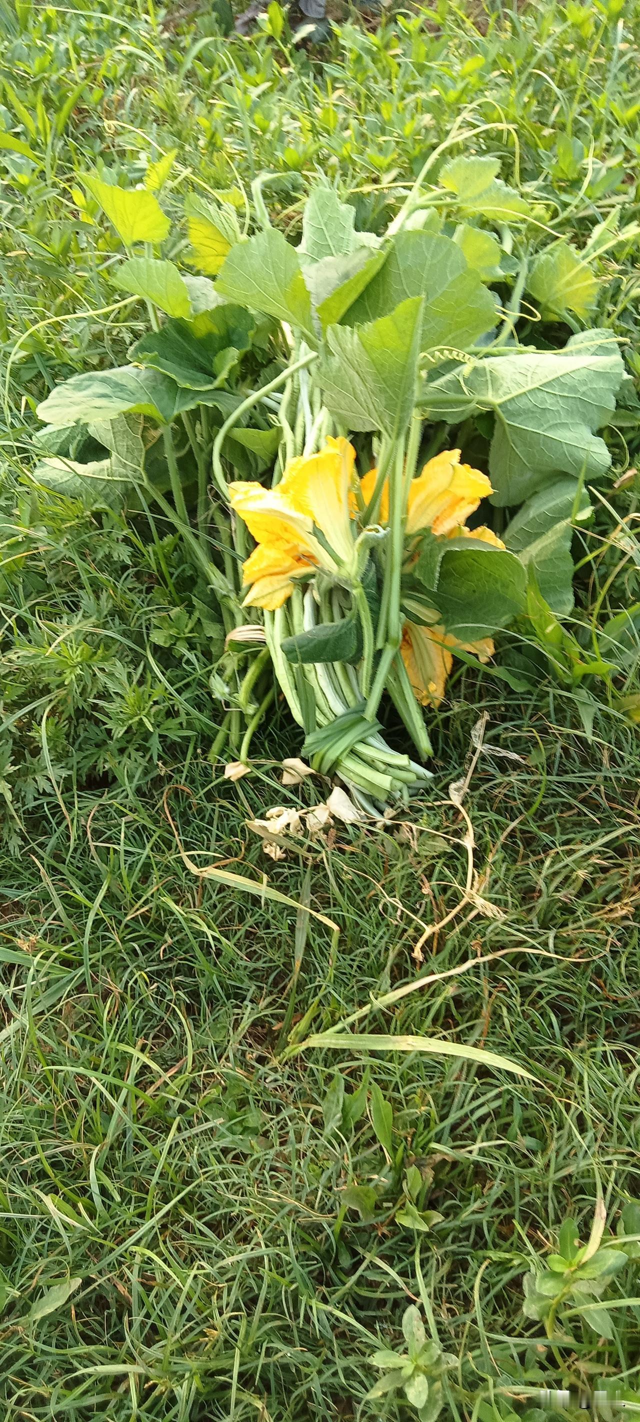 南瓜藤要先撕掉表层的老皮，掐成小段，清炒时拍两瓣蒜，大火快炒，出锅前撒点盐，脆嫩