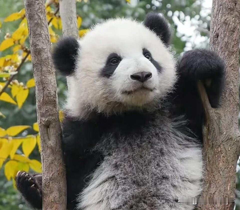 萌兰最好偷的时候我怎么没有及时下手呢？唉，现在我的肠子都快悔青了！哪里有后悔药卖