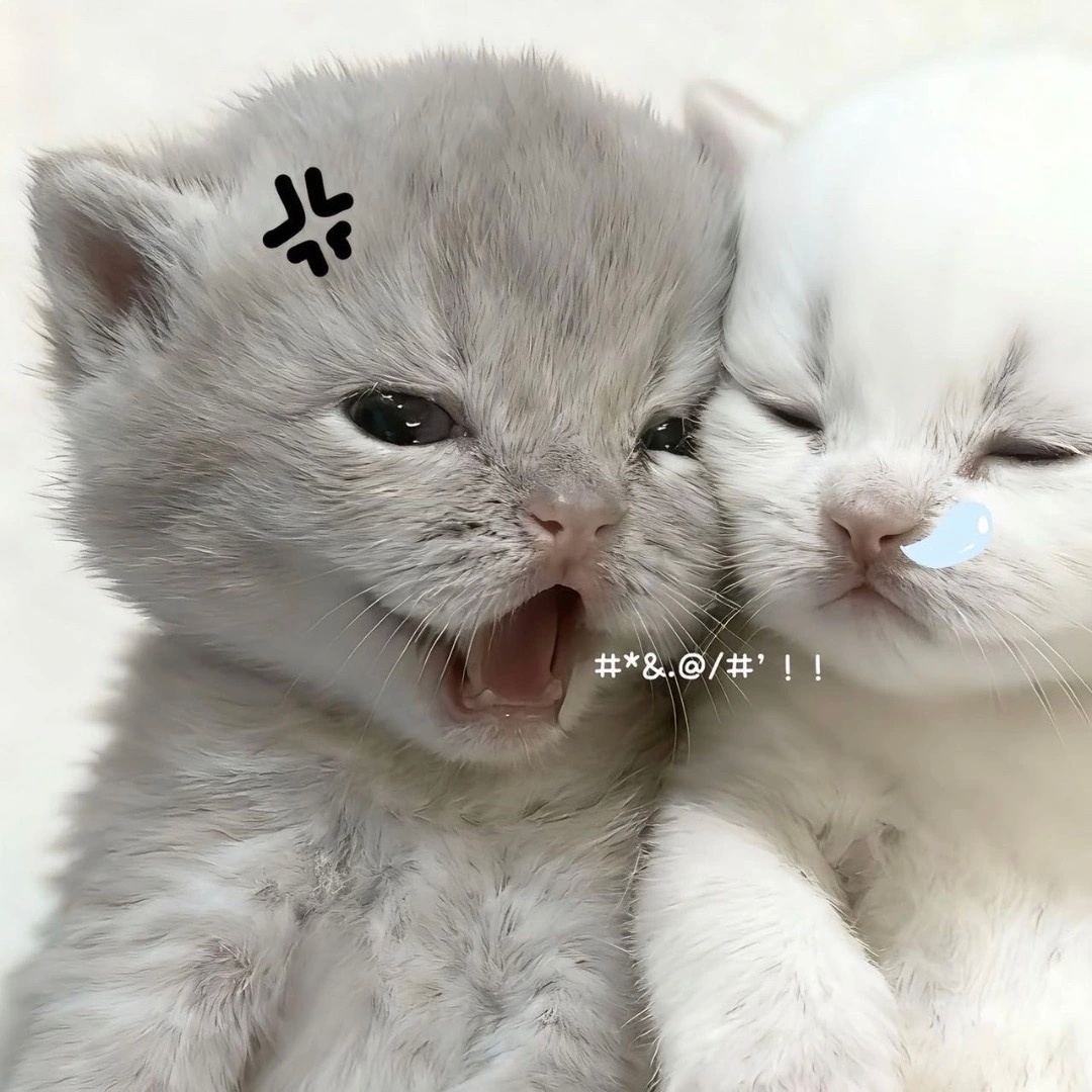 𝐖𝐞𝐂𝐡𝐚𝐭︳小猫情侣头像 