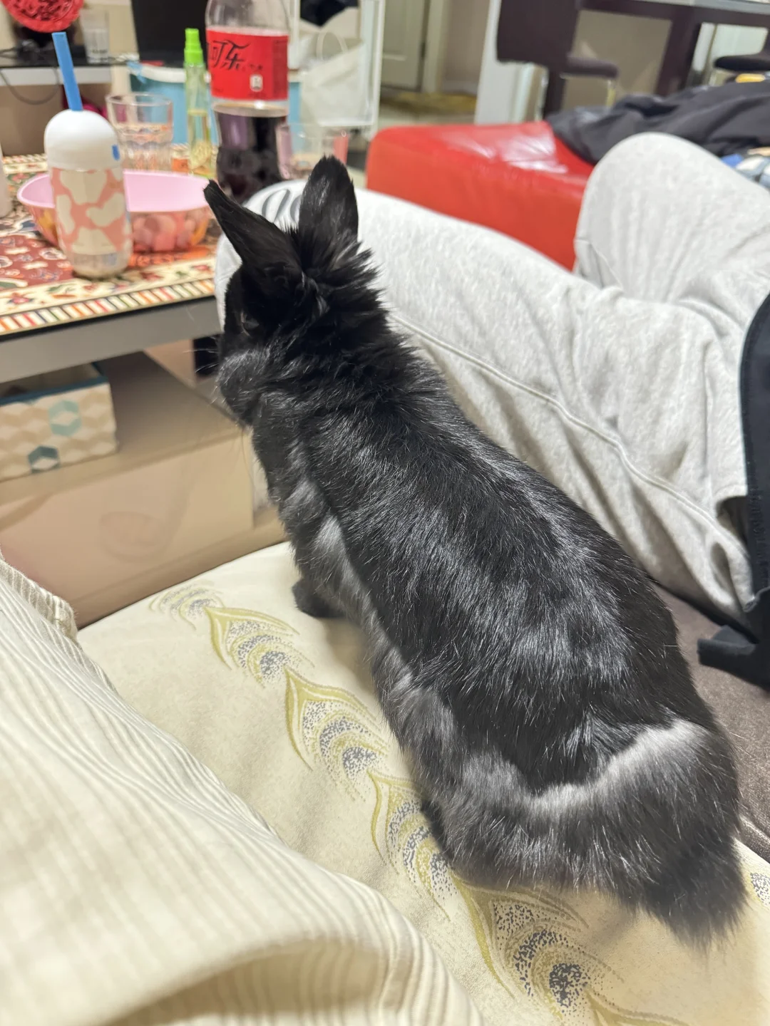 油光锃亮的拖鞋兔
