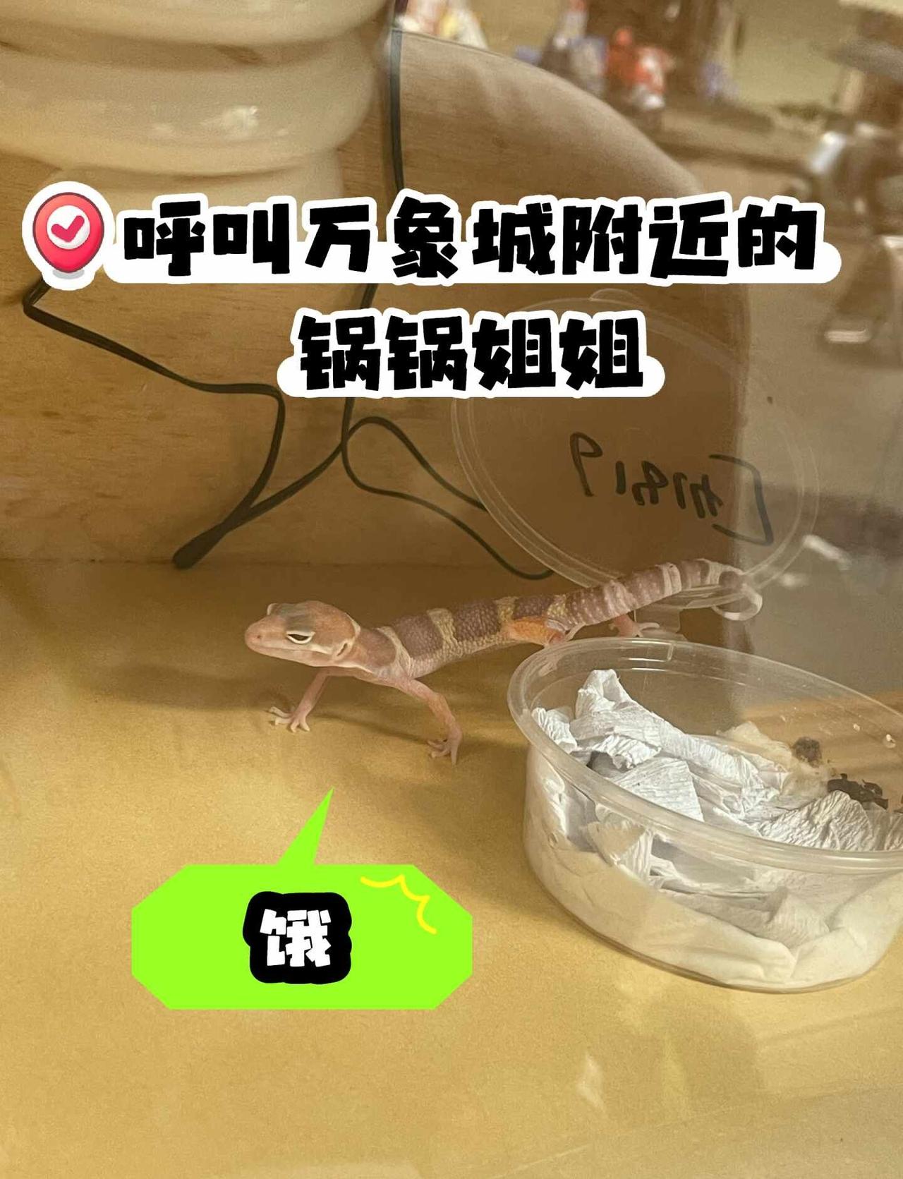 拍了个守宫！到家两天了，有虫泥不吃，咋办？
有没有好心人匀几只活面包虫或者小蟋蟀