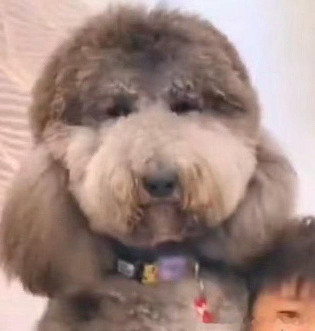 我对着这只狗笑了一整天。 