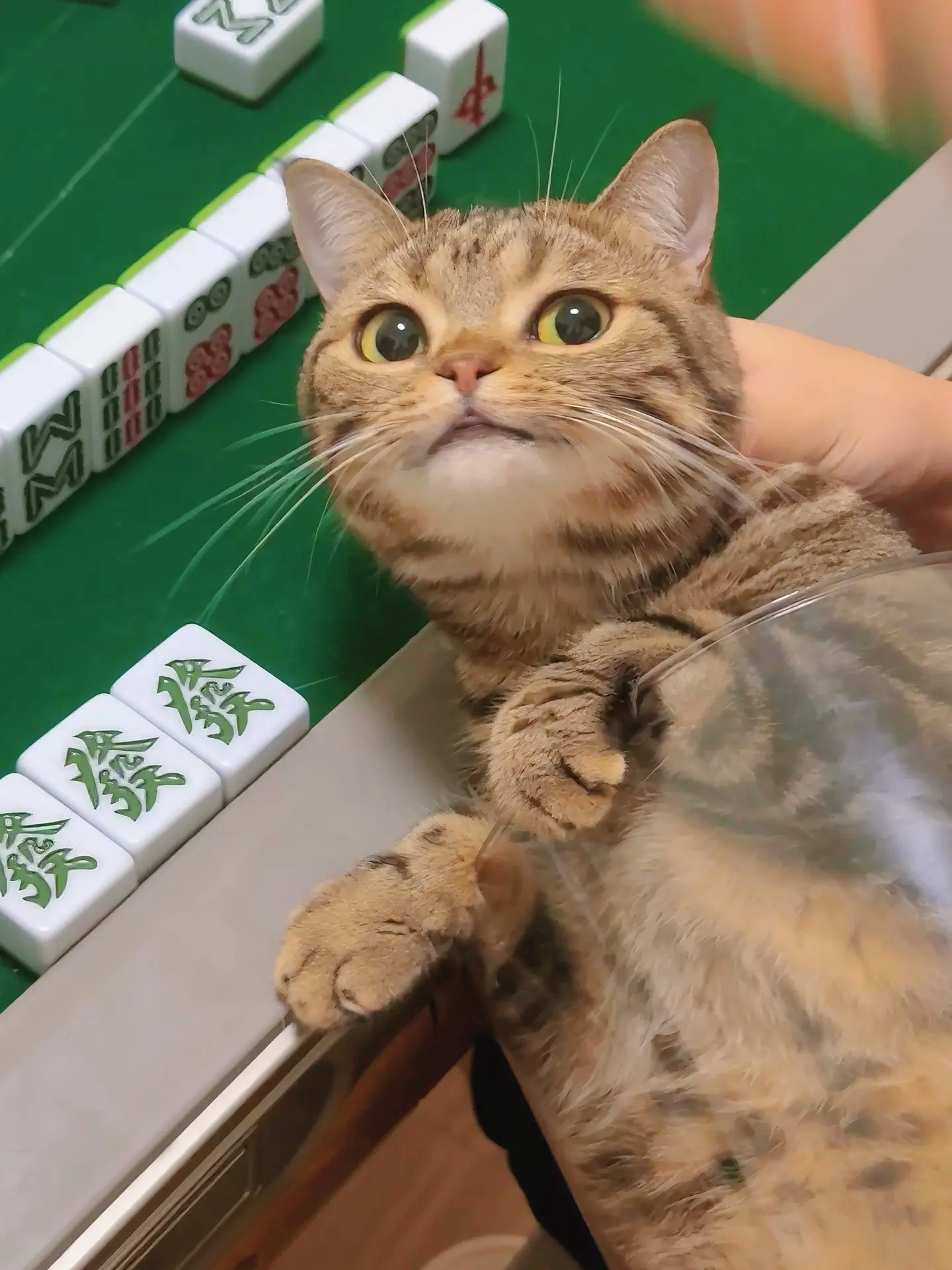 怎么有人带猫子打麻将的呀！！！还杠发财！