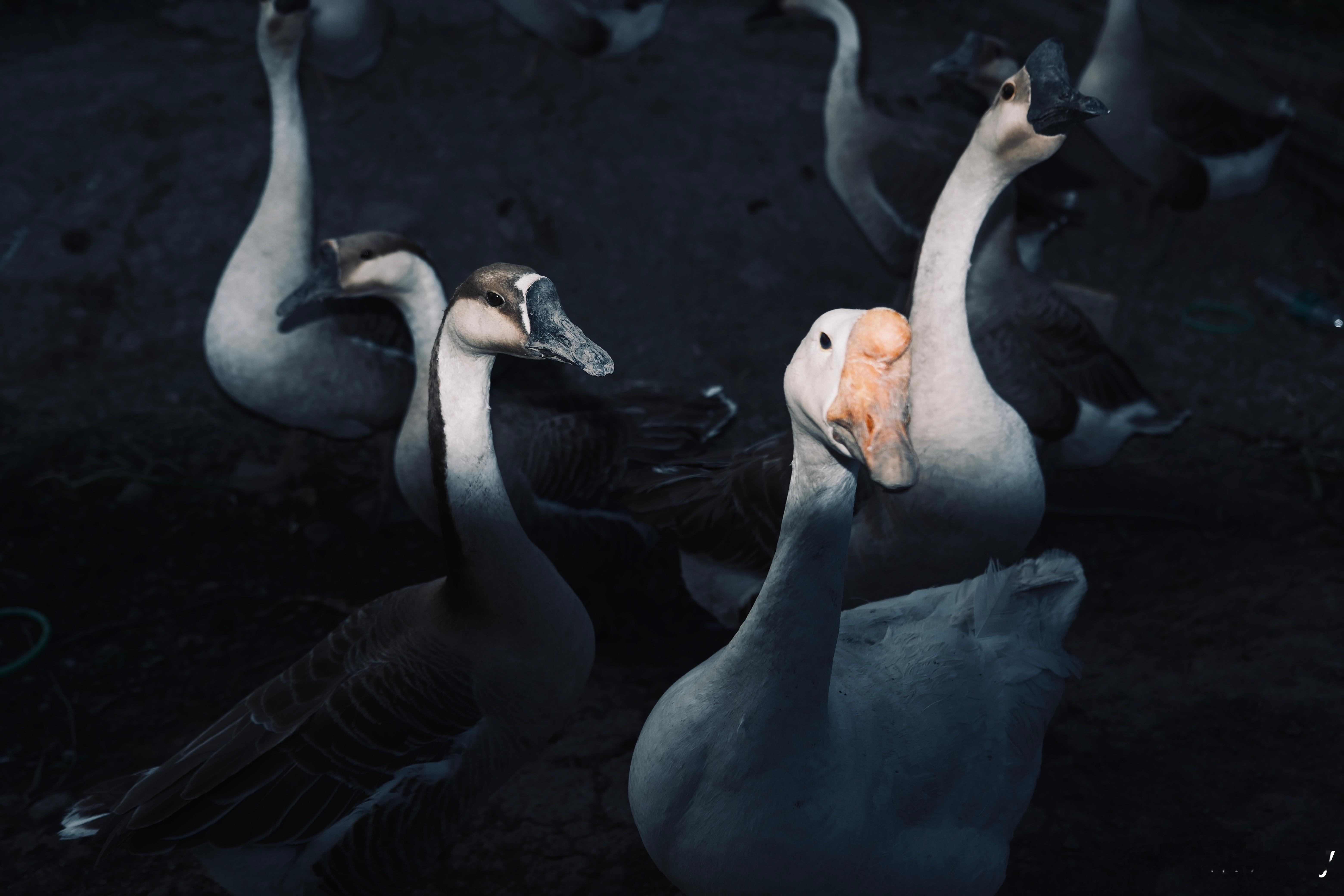 全员恶人“我赌你不敢动我一根鹅毛” 