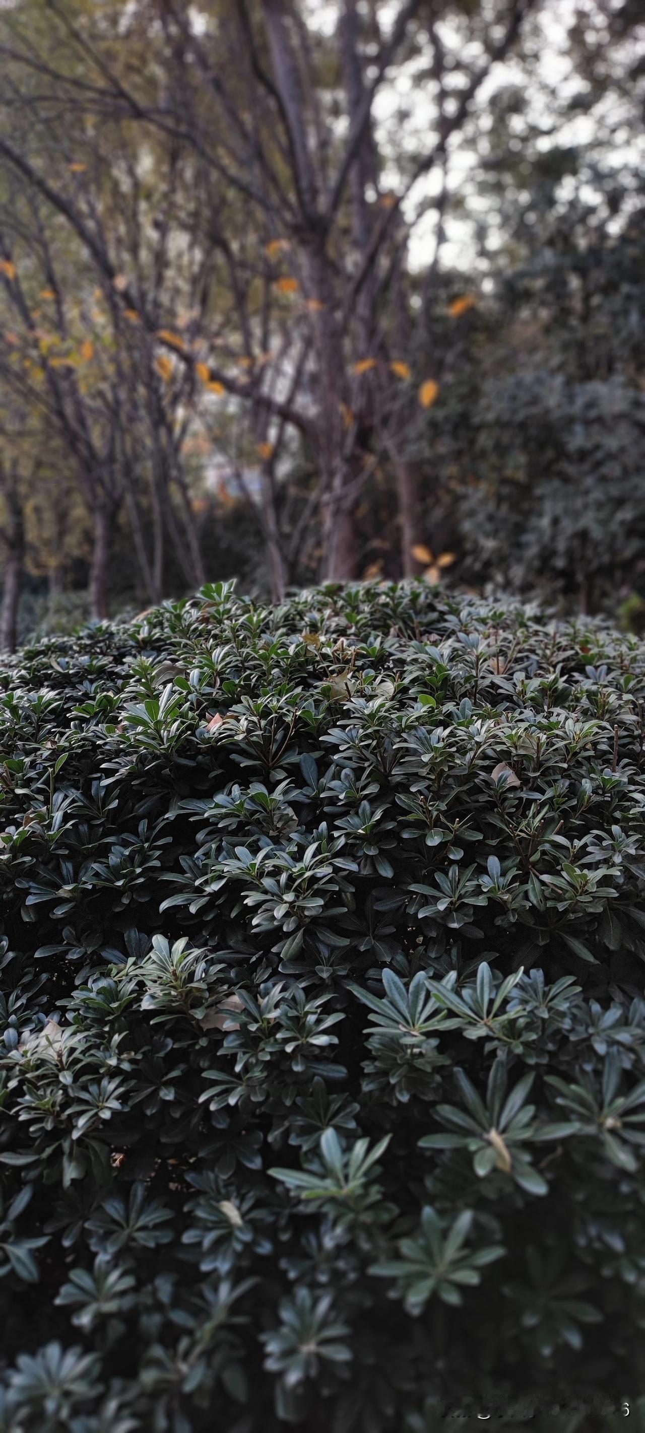 分享随手拍摄的树木和花草照片