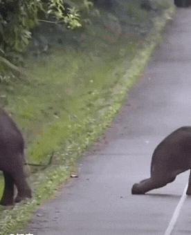 演技太好了，绝对是动物界里的实力派演员！
云南，一头小象一瘸一拐拖着后腿过马路，