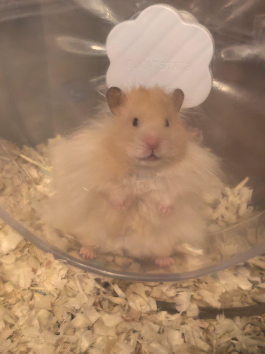 宝宝你是一只小猪 