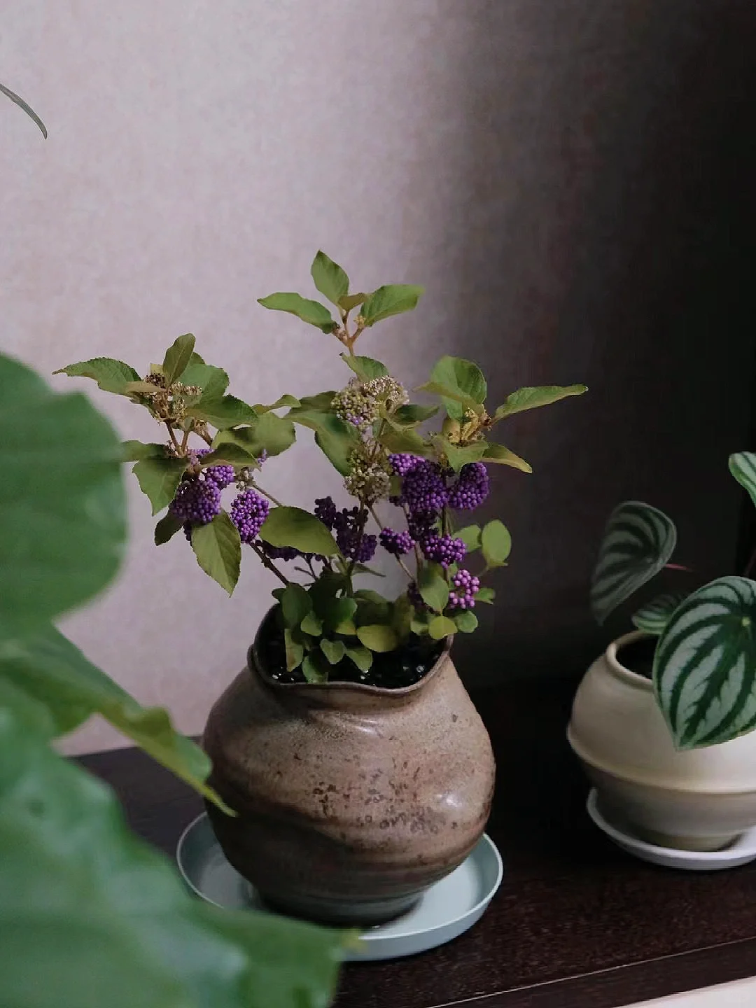 客返～小姐姐选的植物到家了！